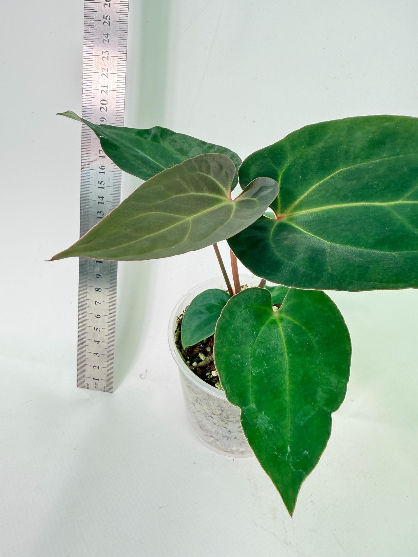 Anthurium Ace of Spades 5