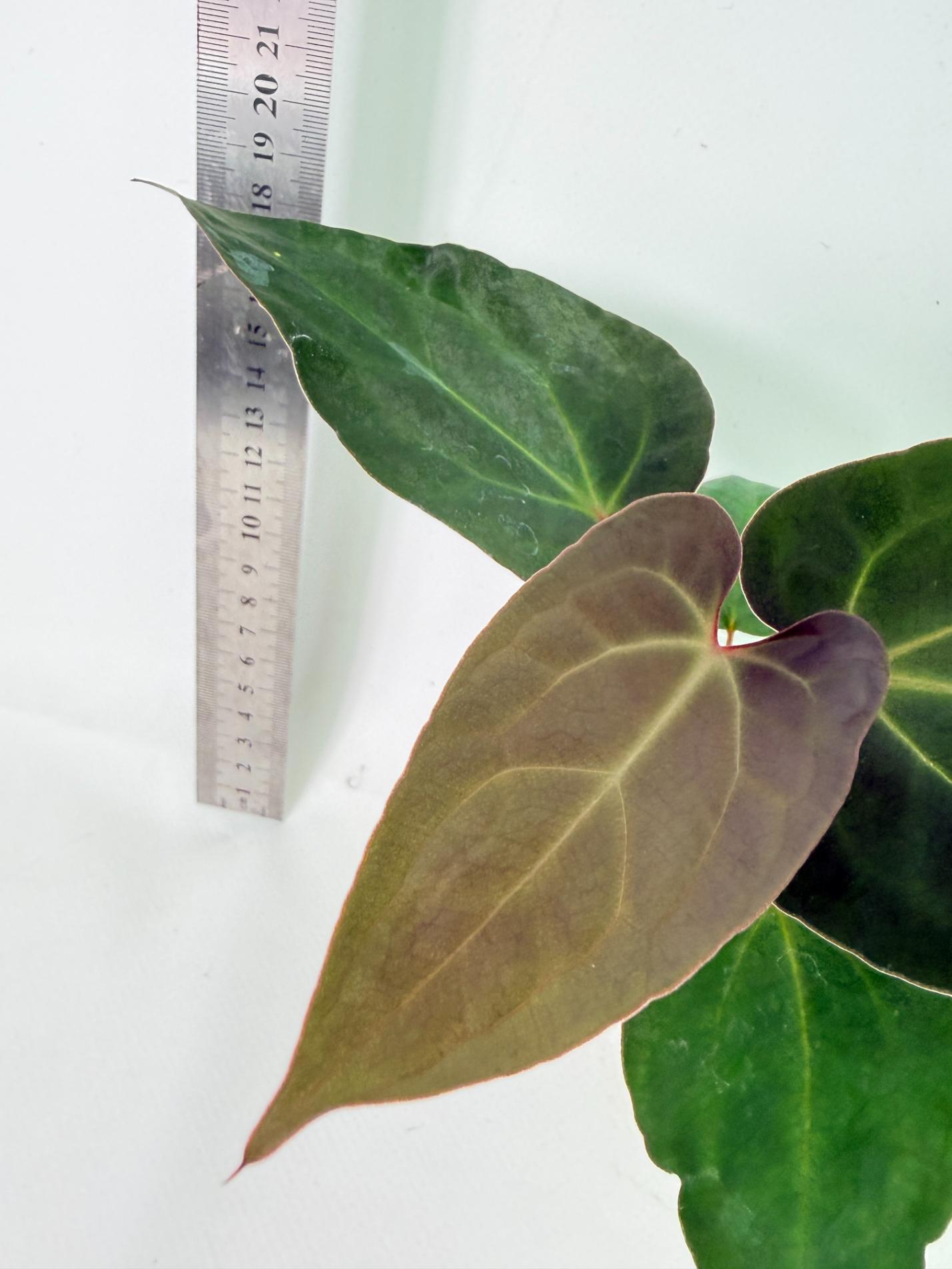 Anthurium Ace of Spades 6