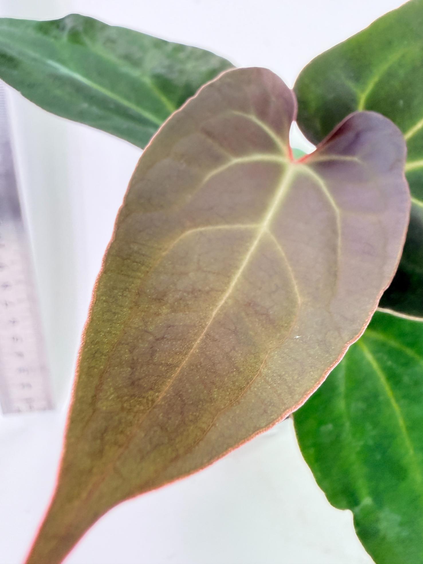 Anthurium Ace of Spades 2