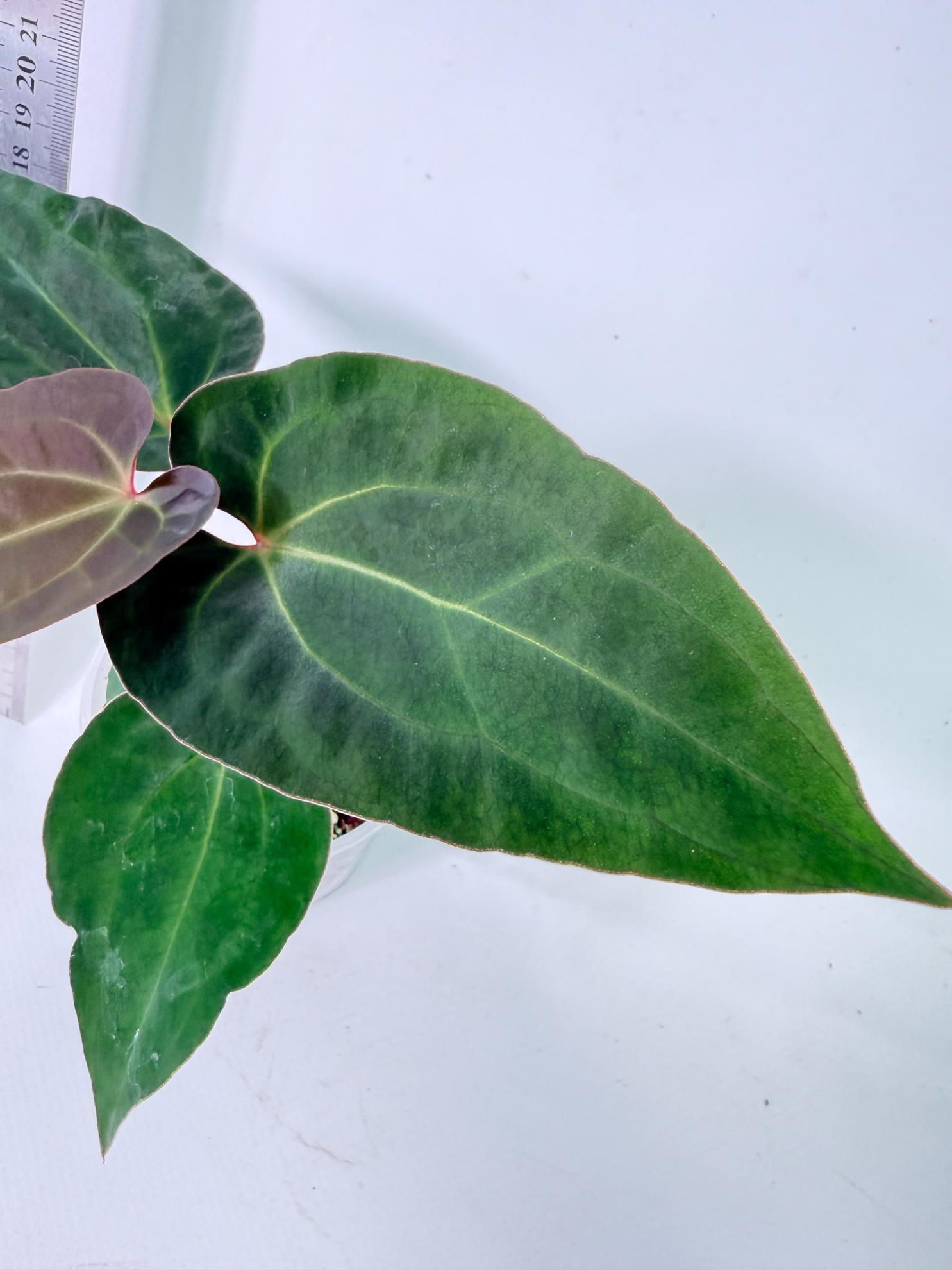 Anthurium Ace of Spades 7
