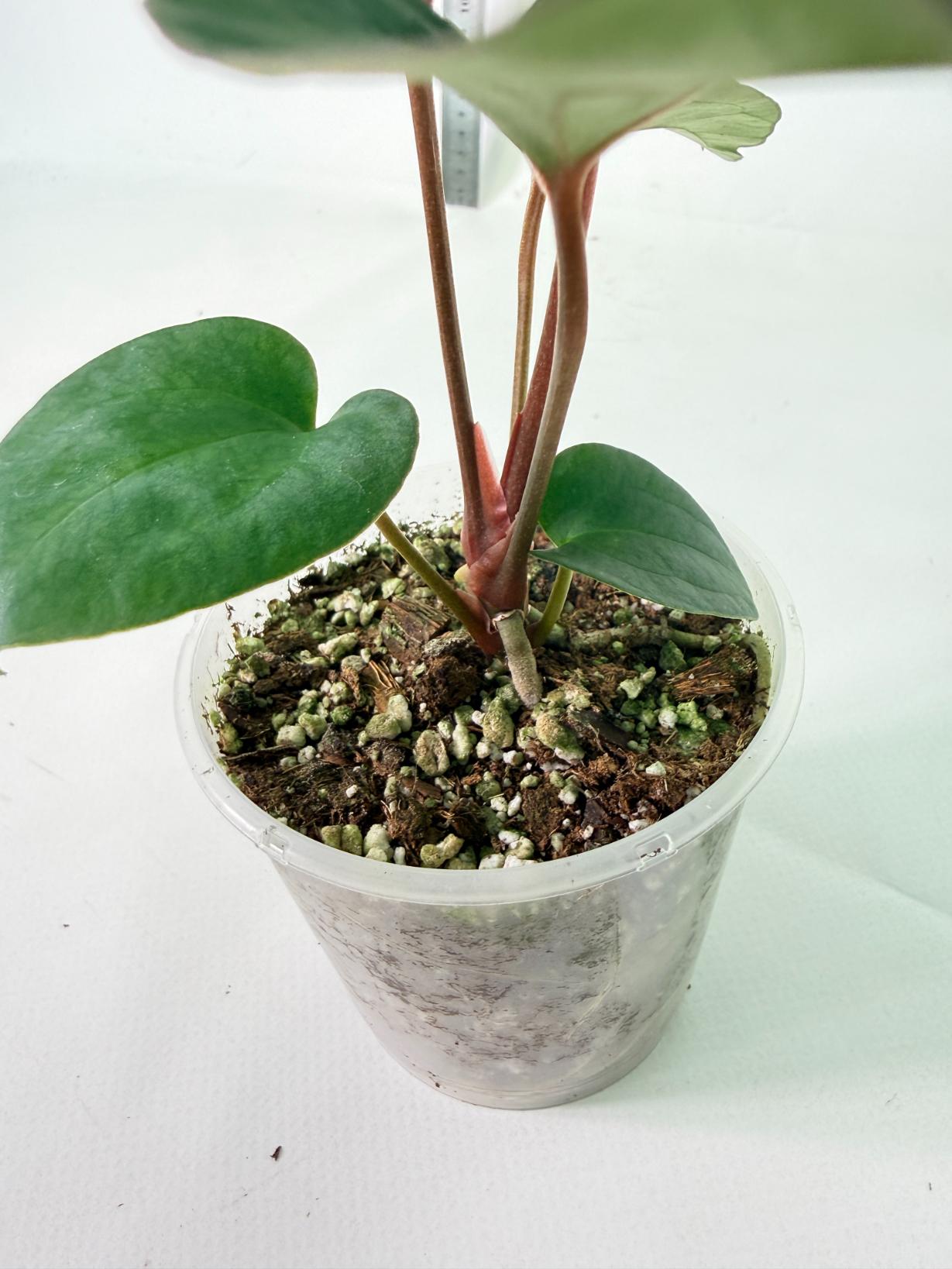 Anthurium Ace of Spades 8
