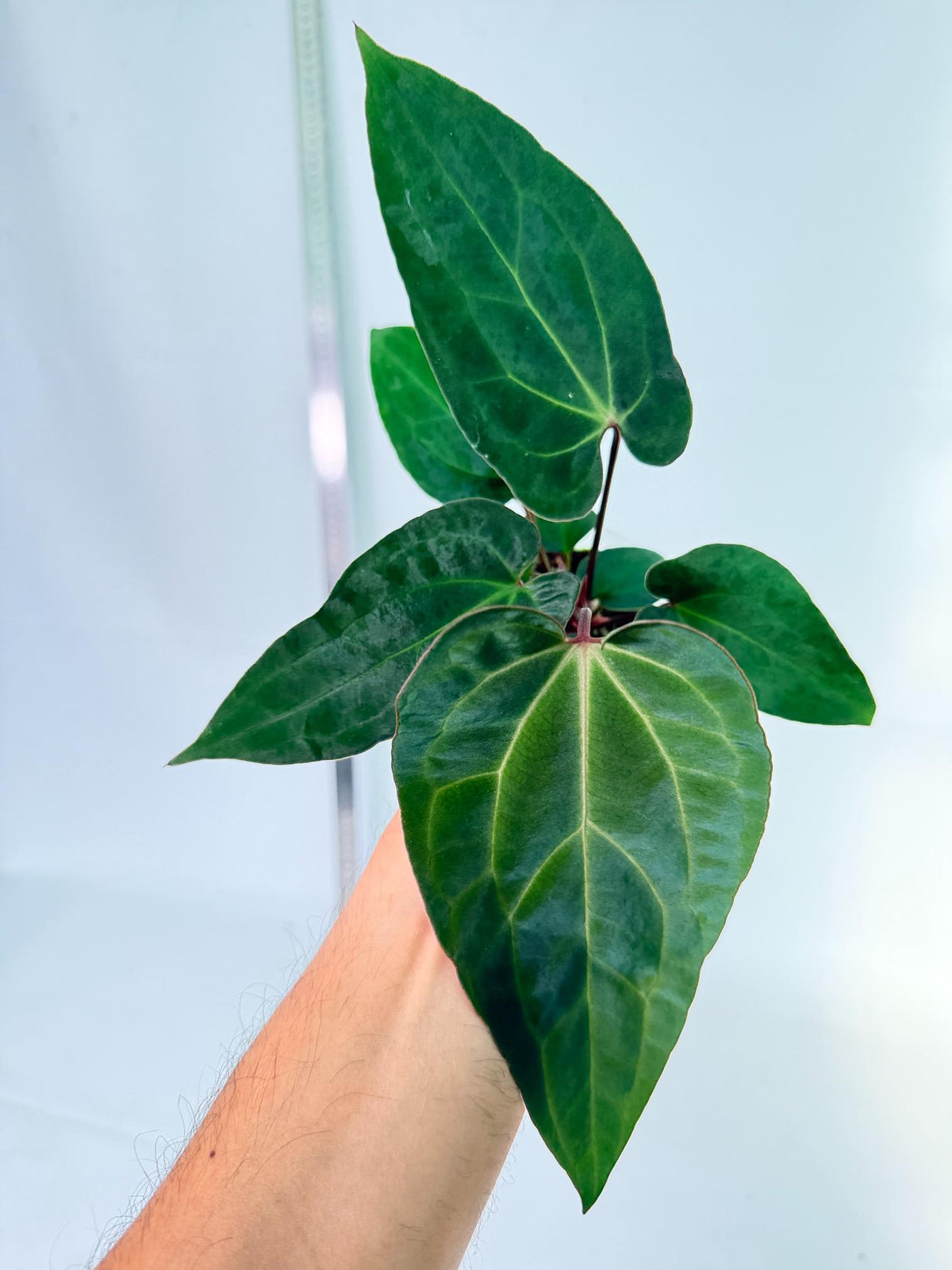 Anthurium Ace of Spades 3