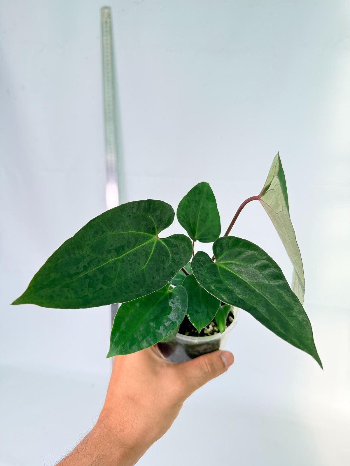 Anthurium Ace of Spades 5