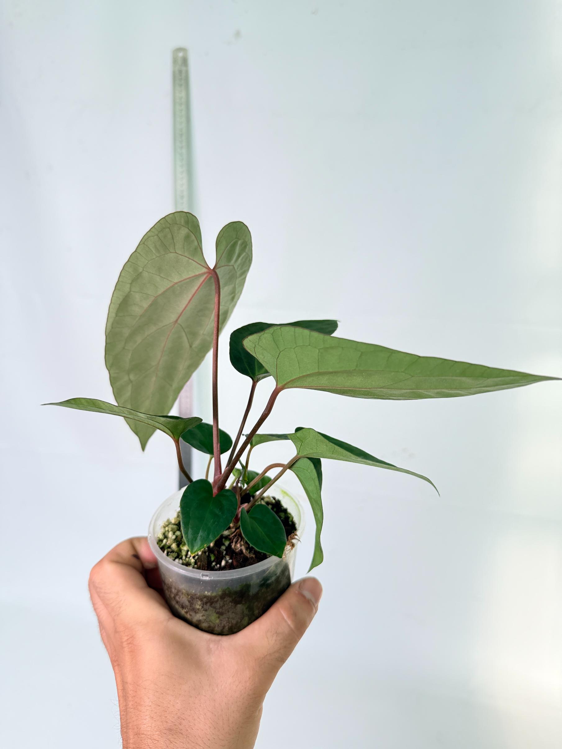 Anthurium Ace of Spades 10
