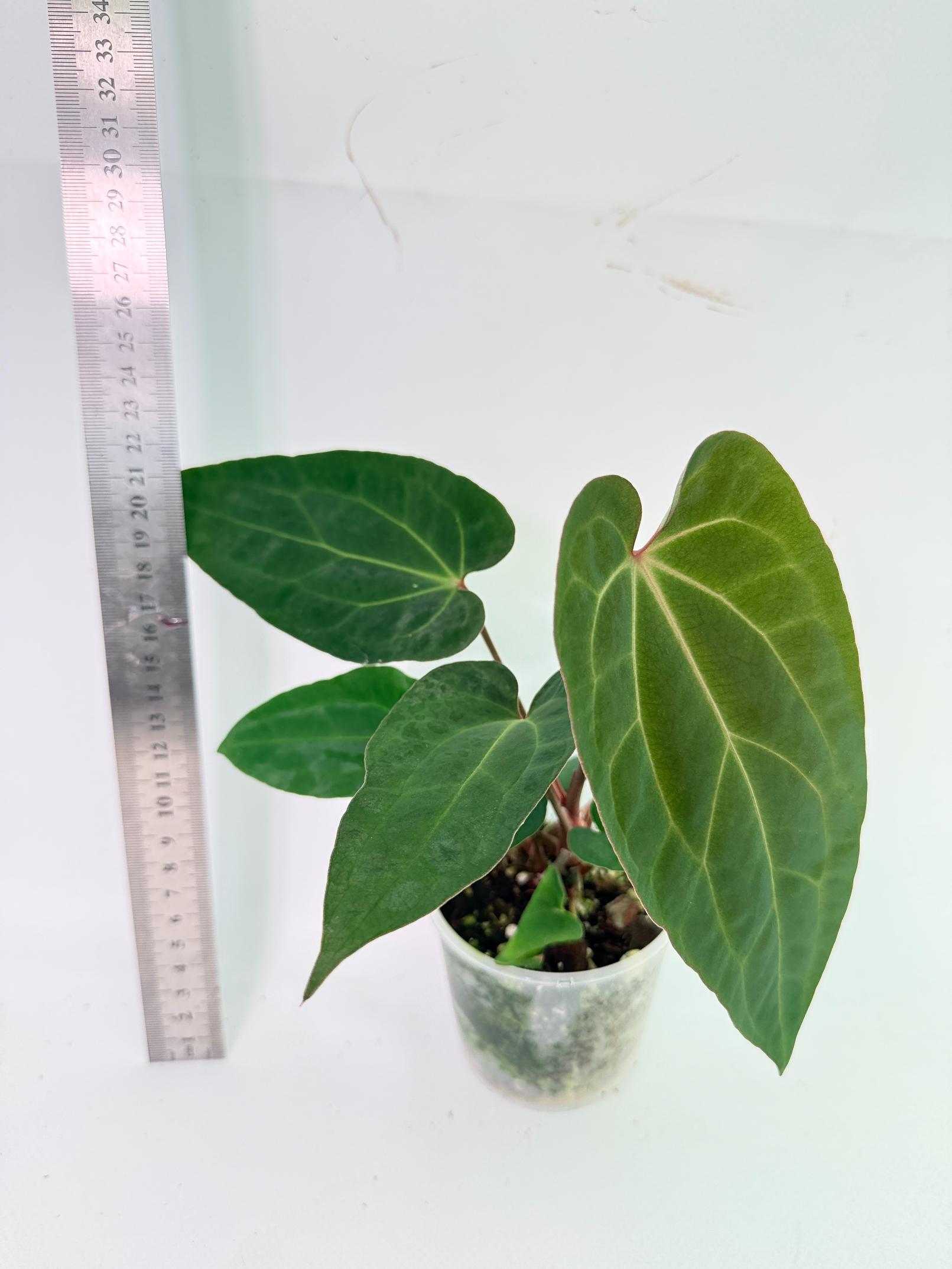 Anthurium Ace of Spades 2
