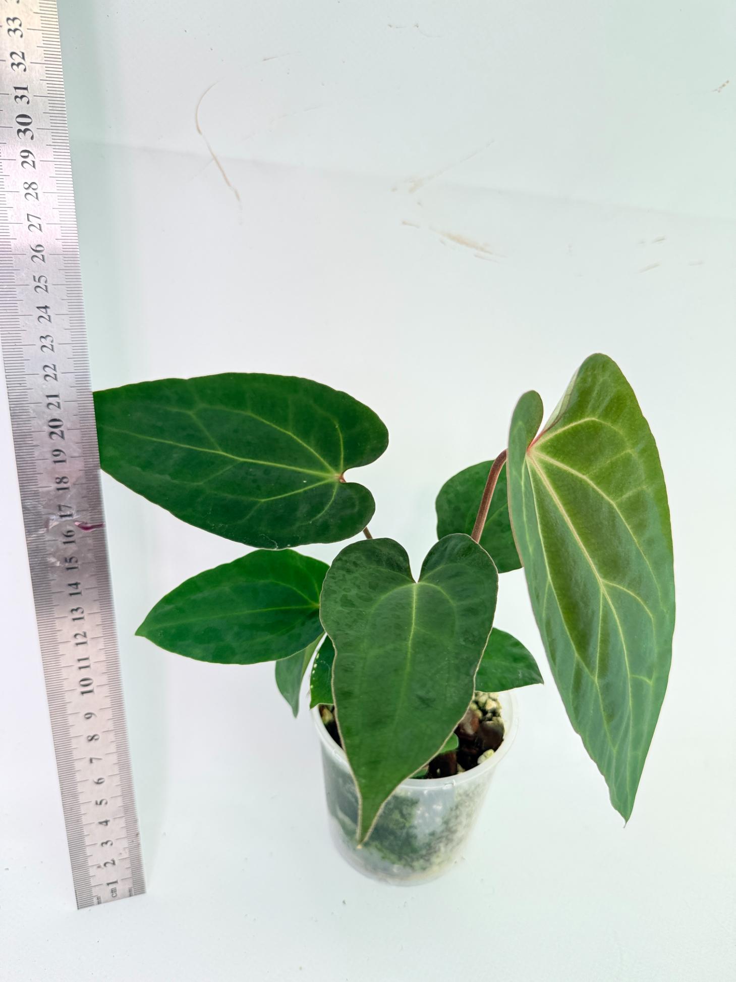 Anthurium Ace of Spades 4