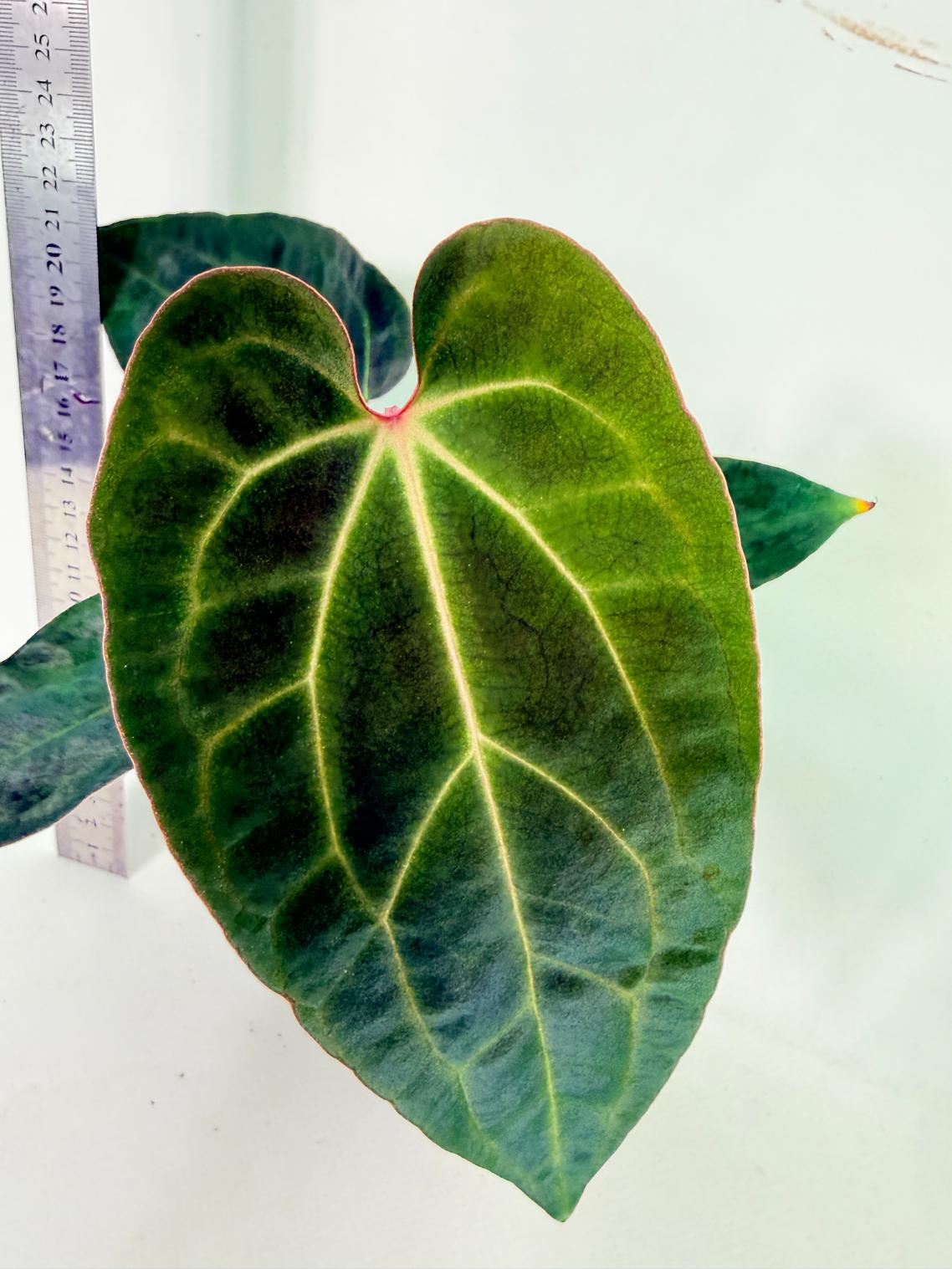 Anthurium Ace of Spades 1
