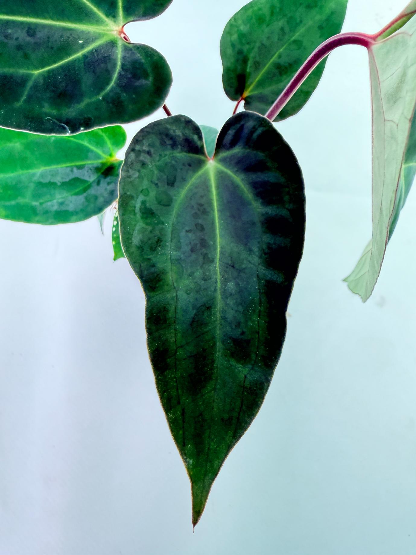 Anthurium Ace of Spades 6