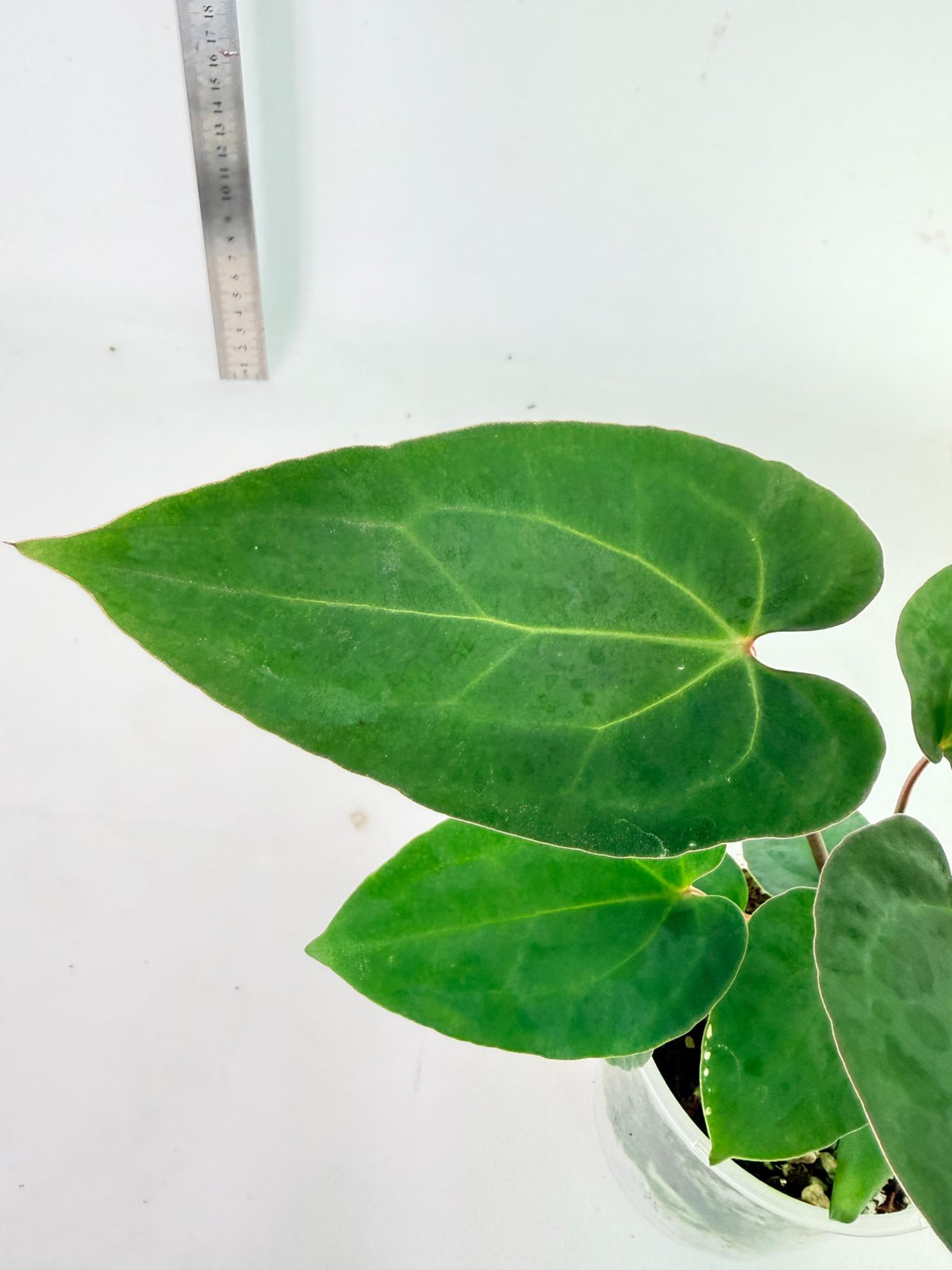 Anthurium Ace of Spades 7