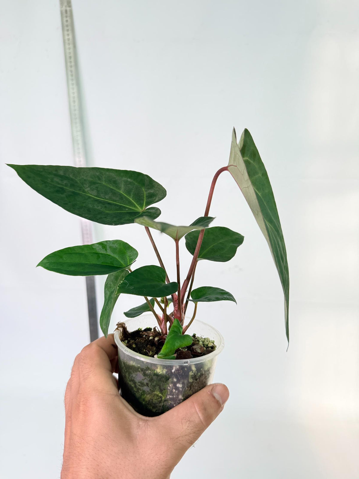 Anthurium Ace of Spades 8