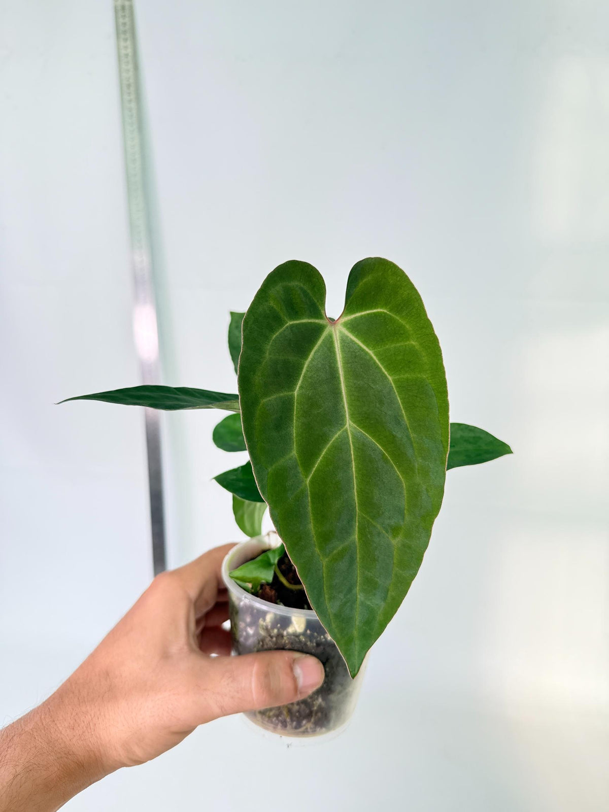 Anthurium Ace of Spades 9