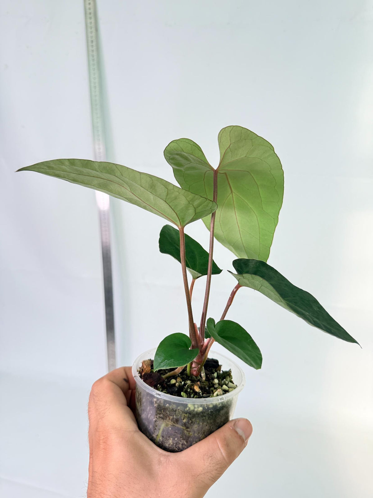 Anthurium Ace of Spades 8