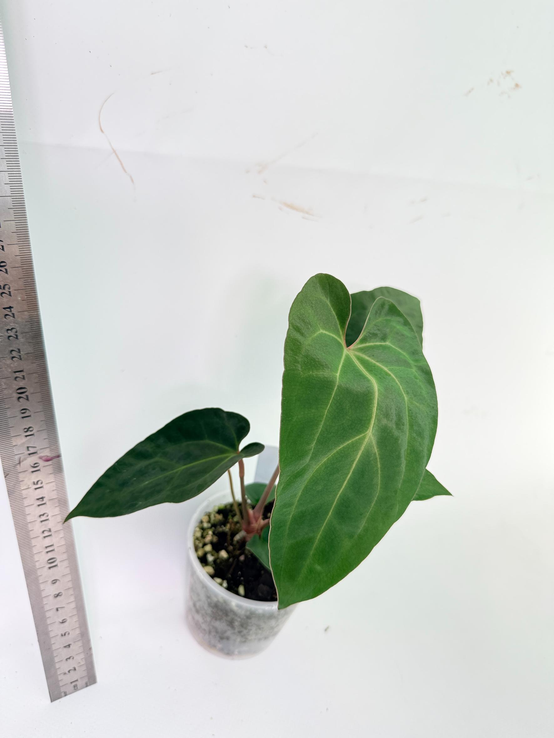 Anthurium Ace of Spades 6