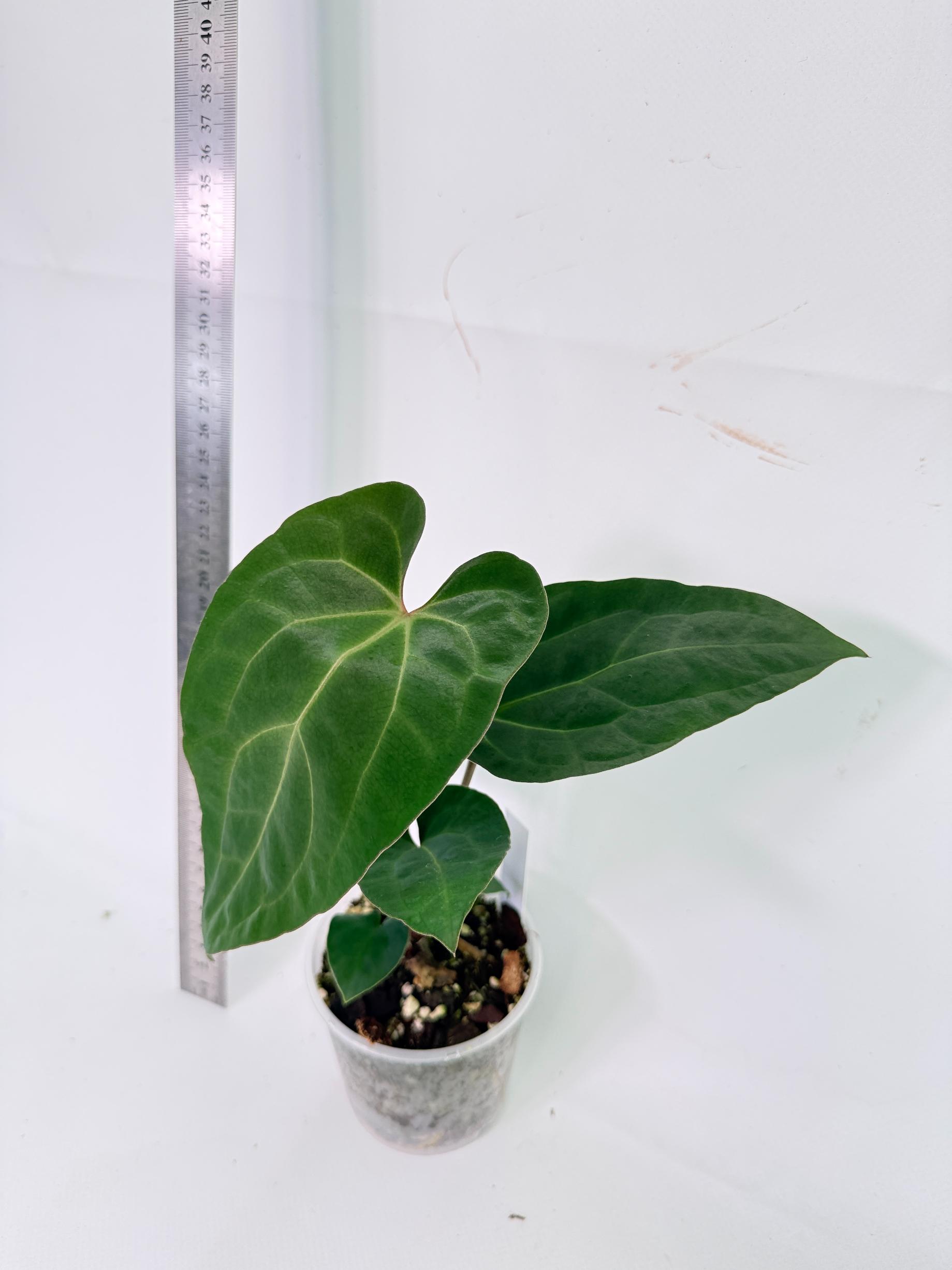 Anthurium Ace of Spades 5