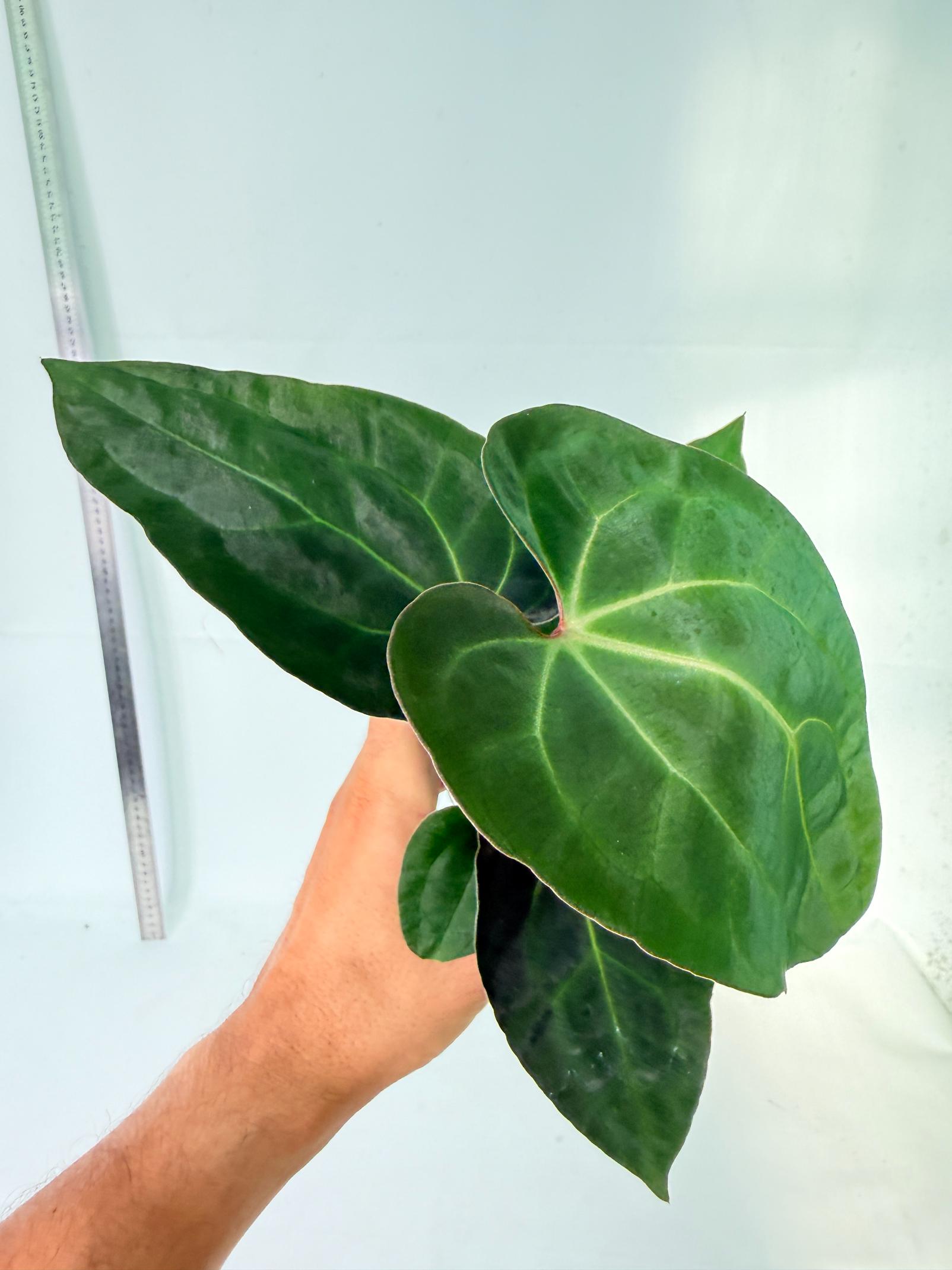 Anthurium Ace of Spades 4