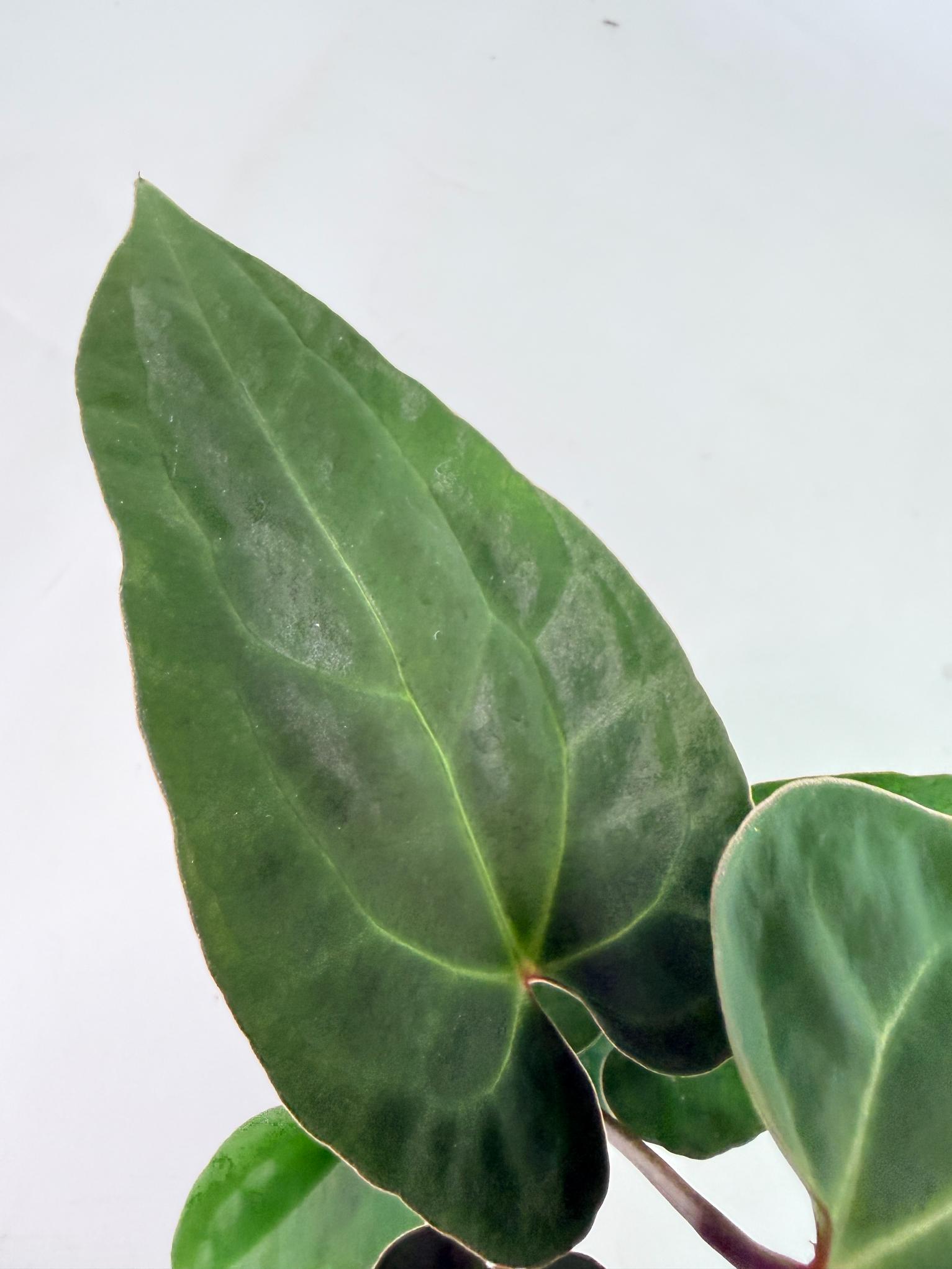 Anthurium Ace of Spades 7