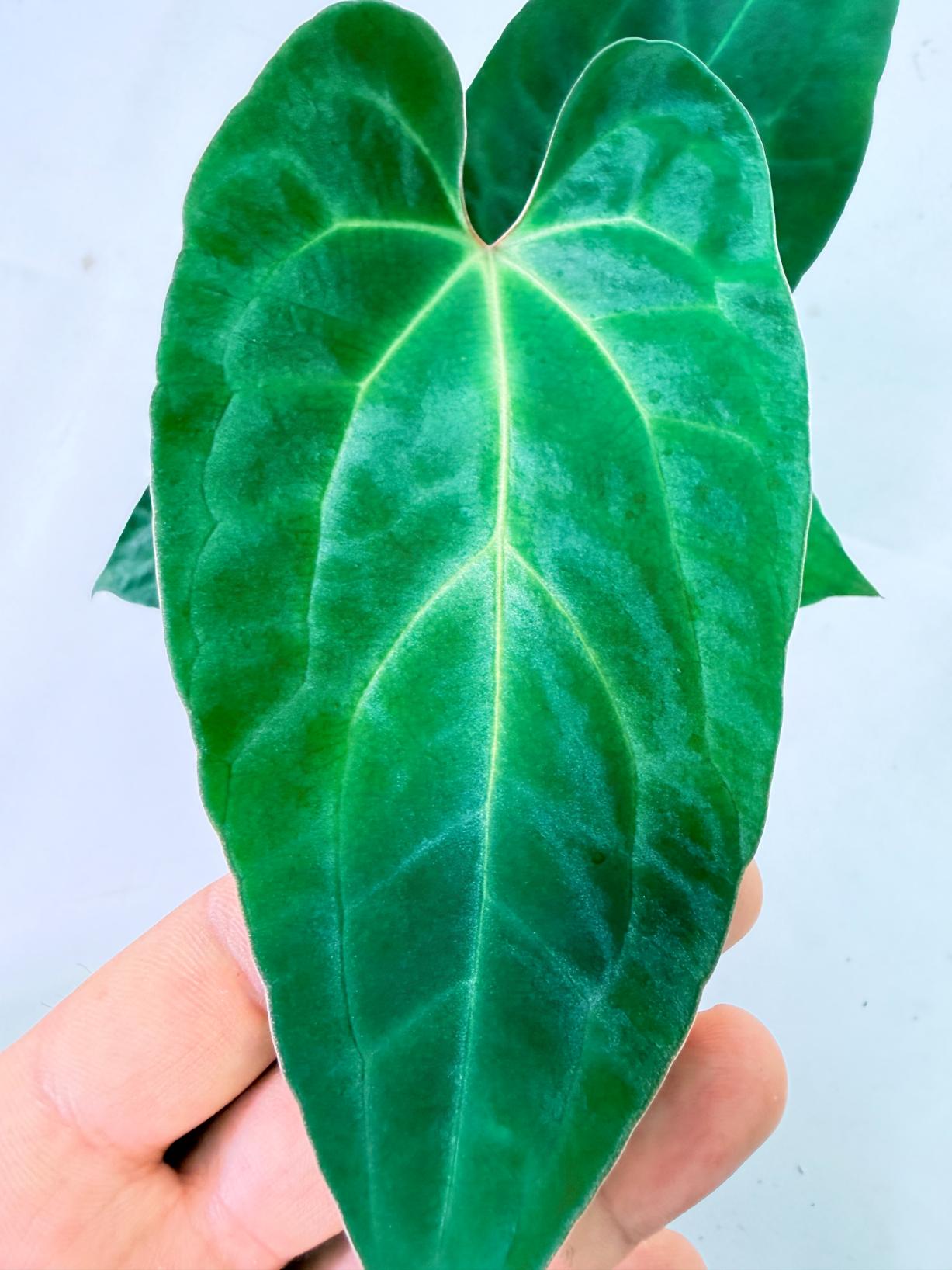Anthurium Ace of Spades 3