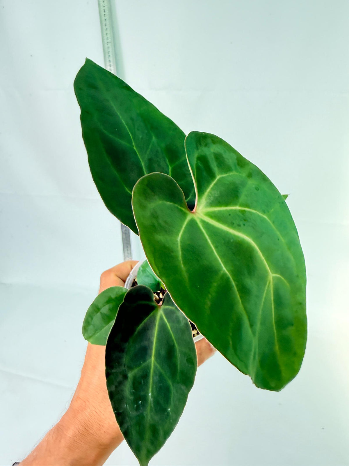 Anthurium Ace of Spades 1