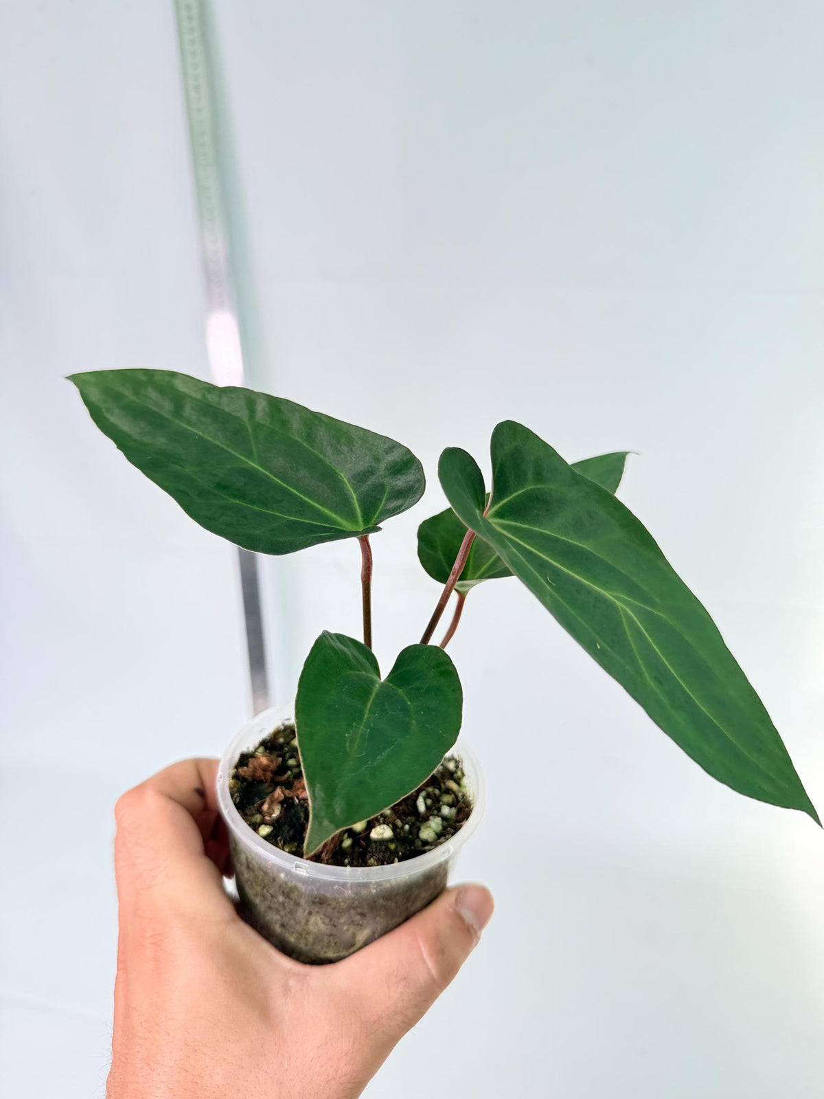 Anthurium Ace of Spades 4
