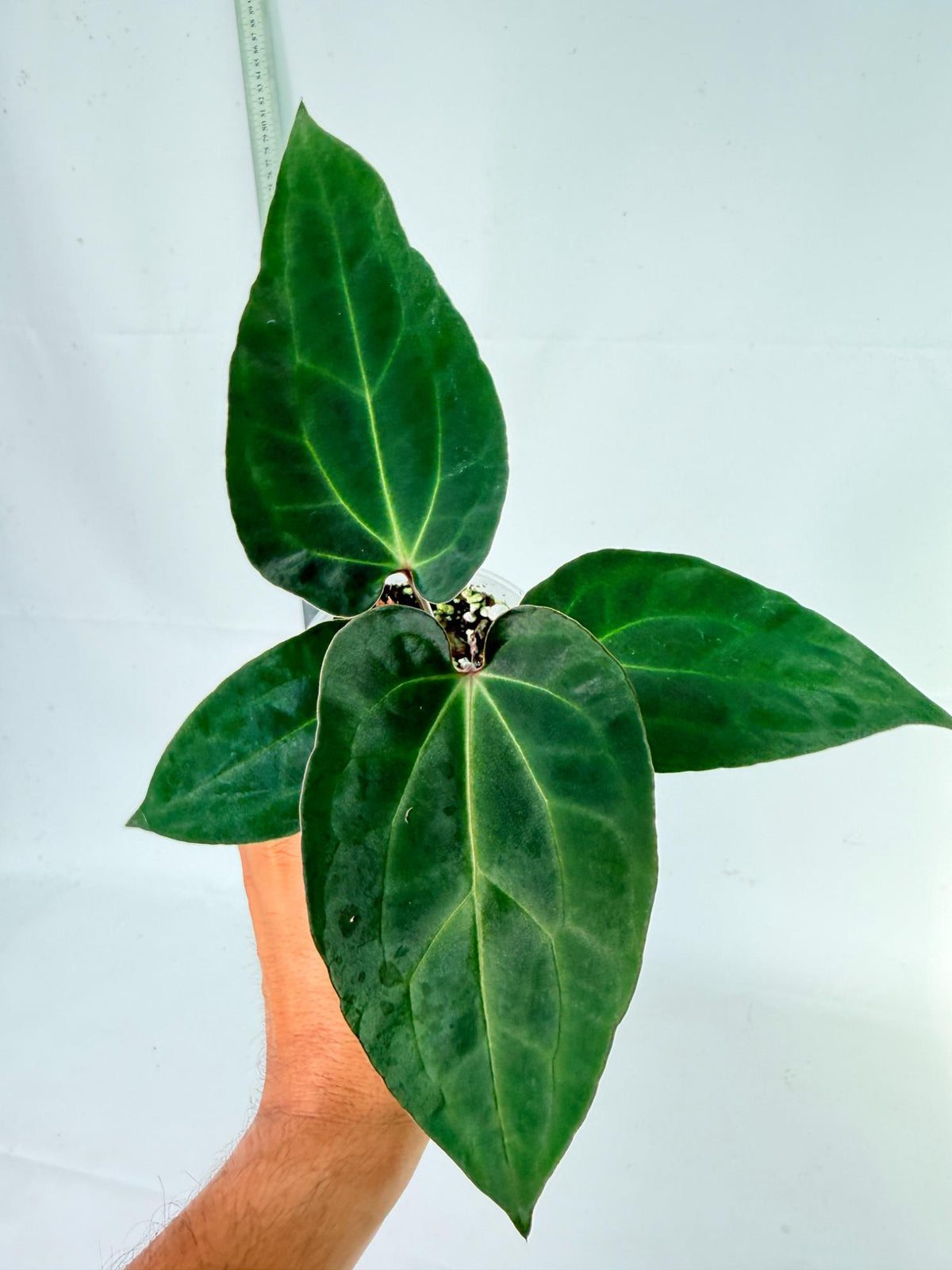 Anthurium Ace of Spades 7