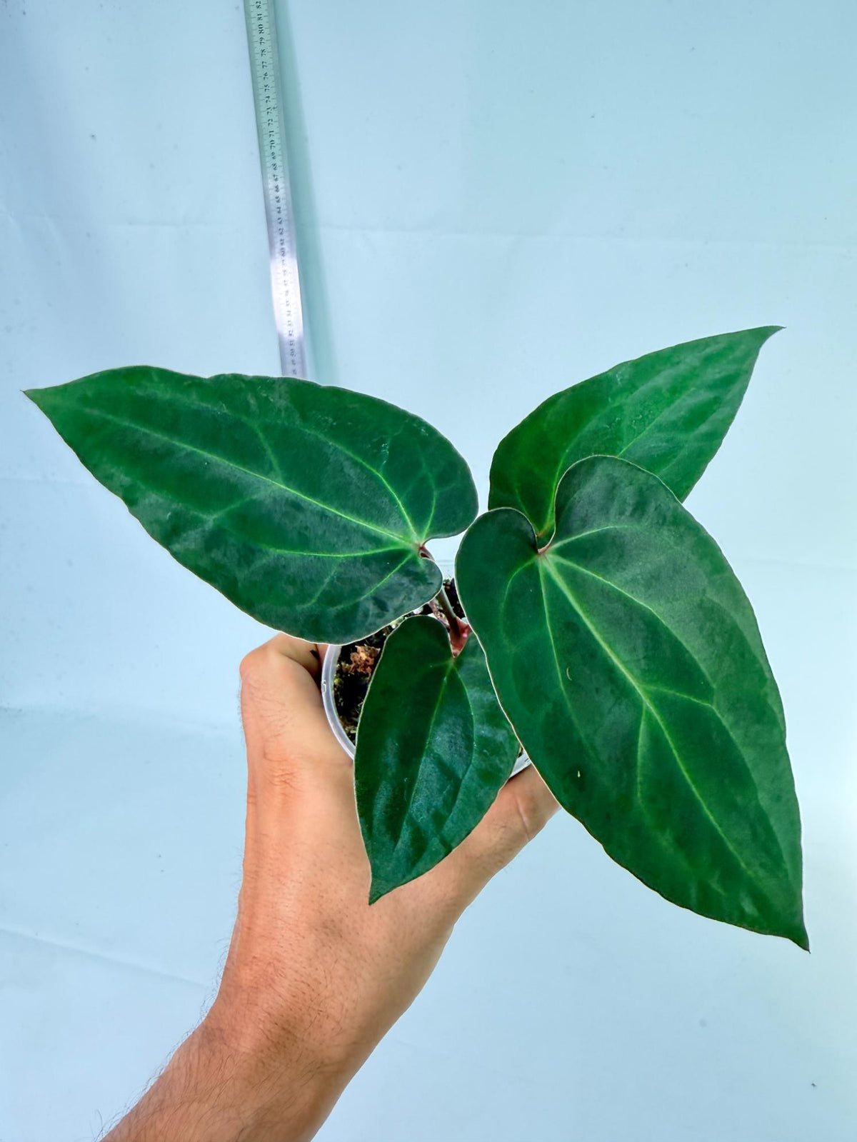 Anthurium Ace of Spades 1