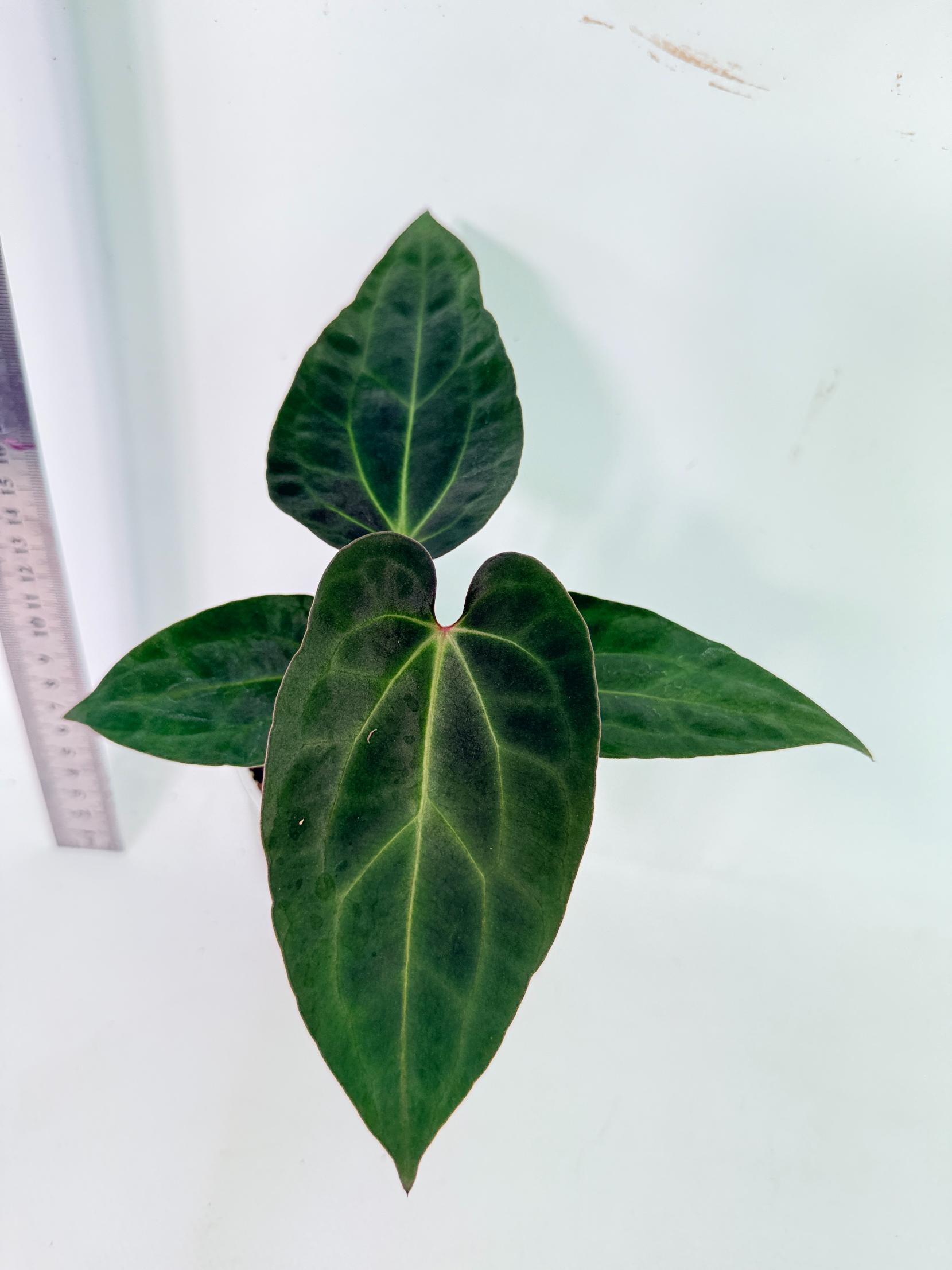 Anthurium Ace of Spades 2