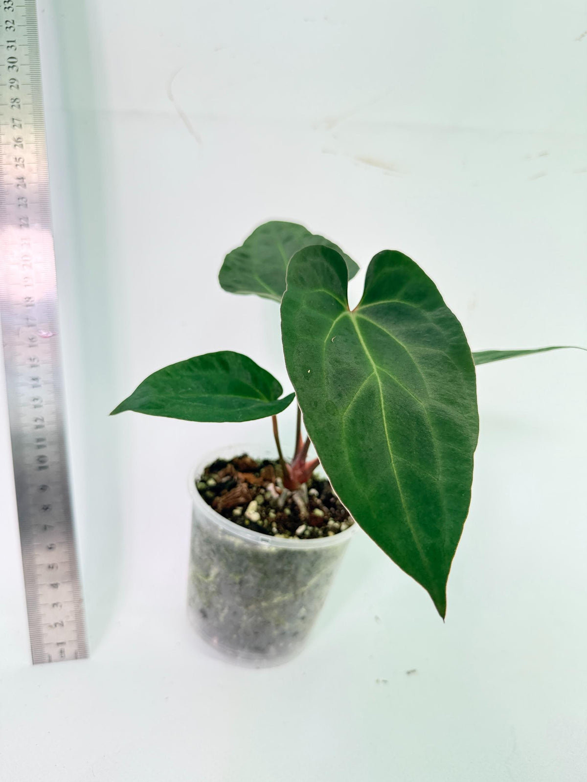 Anthurium Ace of Spades 3