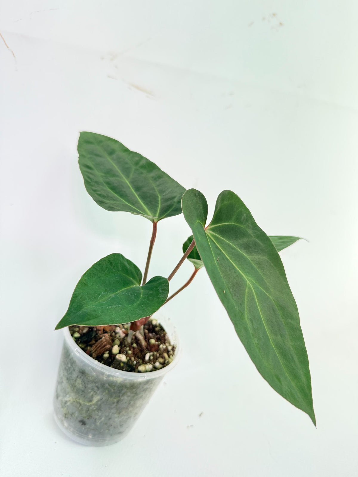Anthurium Ace of Spades 5