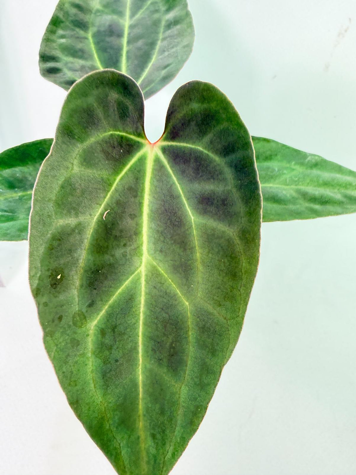 Anthurium Ace of Spades 6
