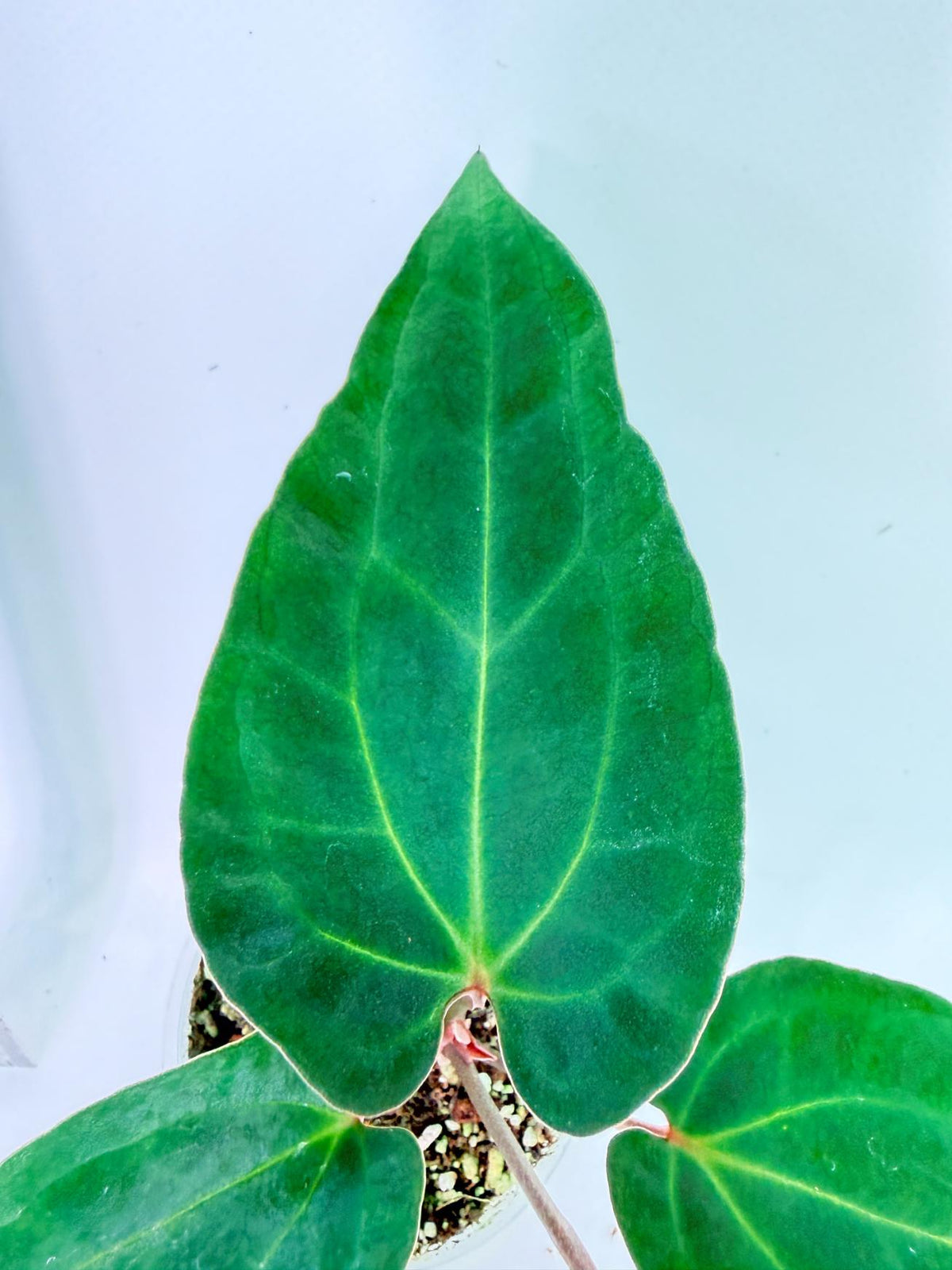 Anthurium Ace of Spades 8