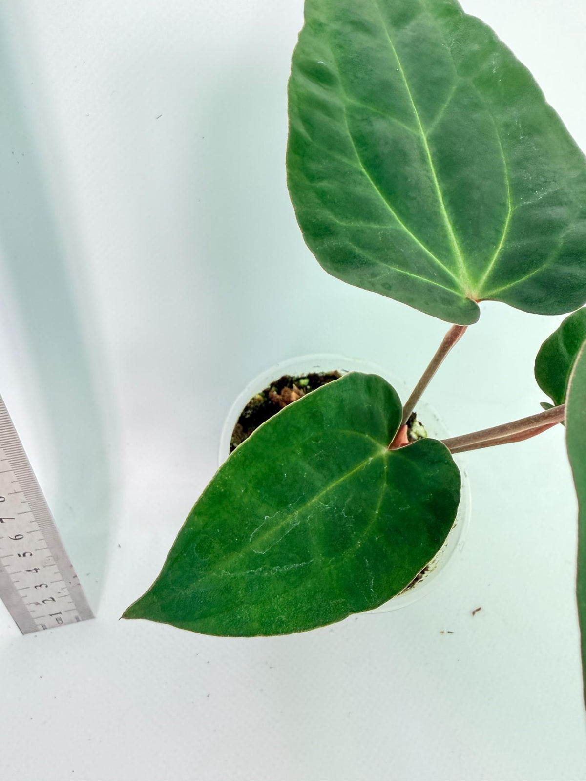 Anthurium Ace of Spades 9