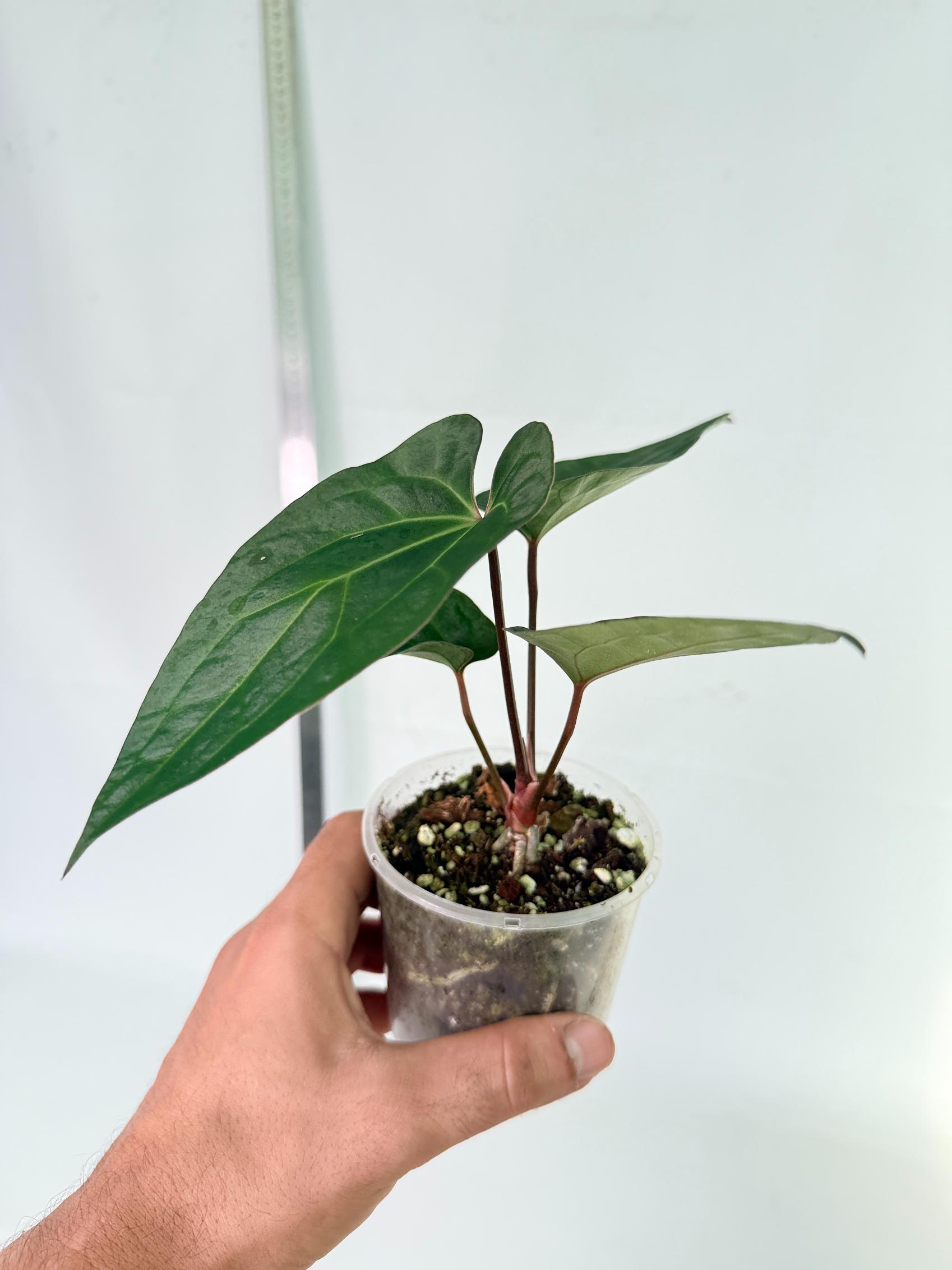 Anthurium Ace of Spades | Welovetropicalplants