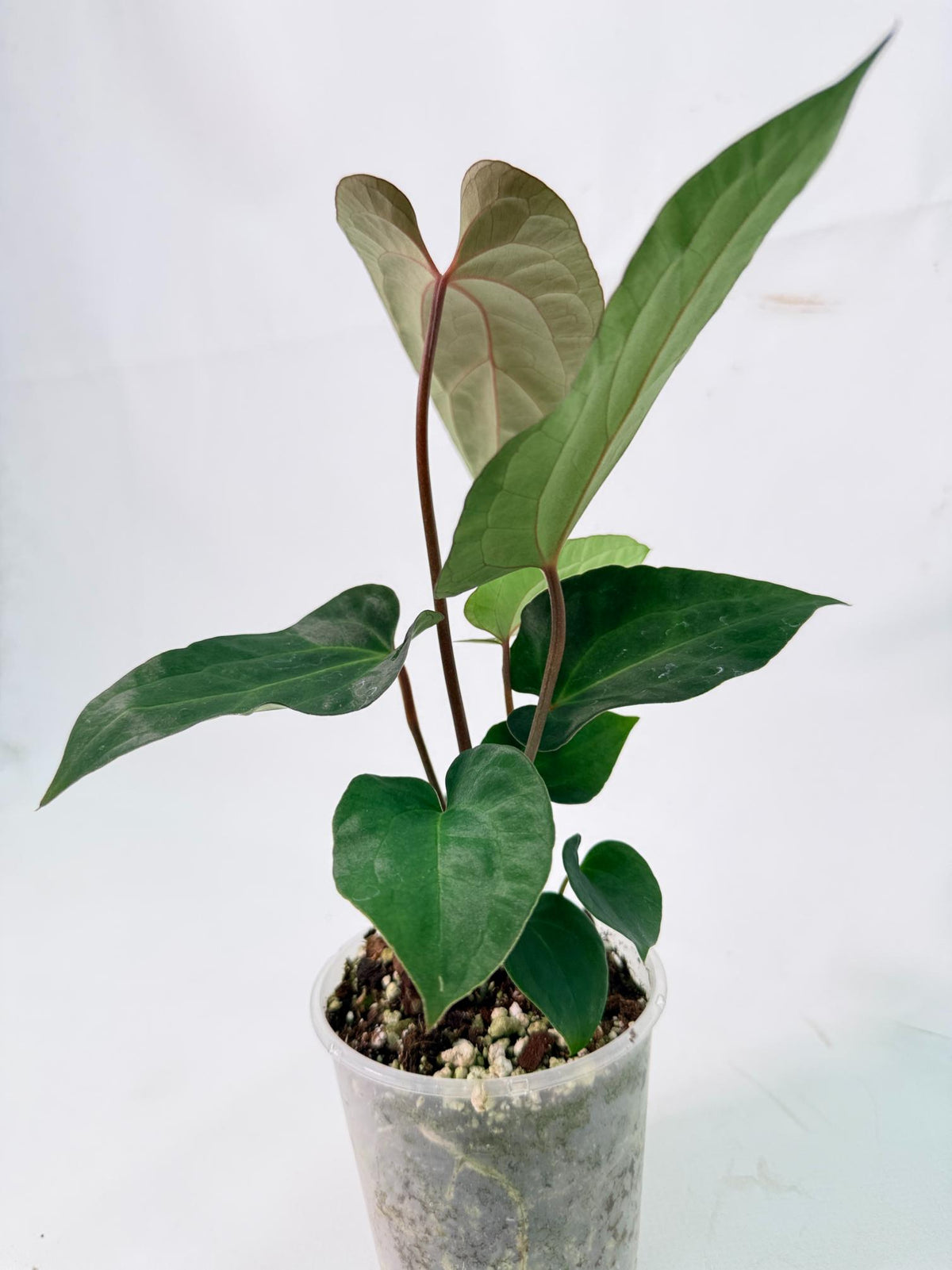 Anthurium Ace of Spades 