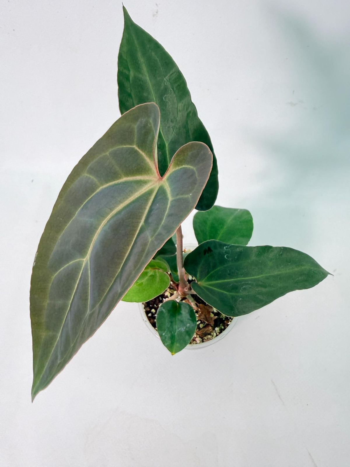 Anthurium Ace of Spades 
