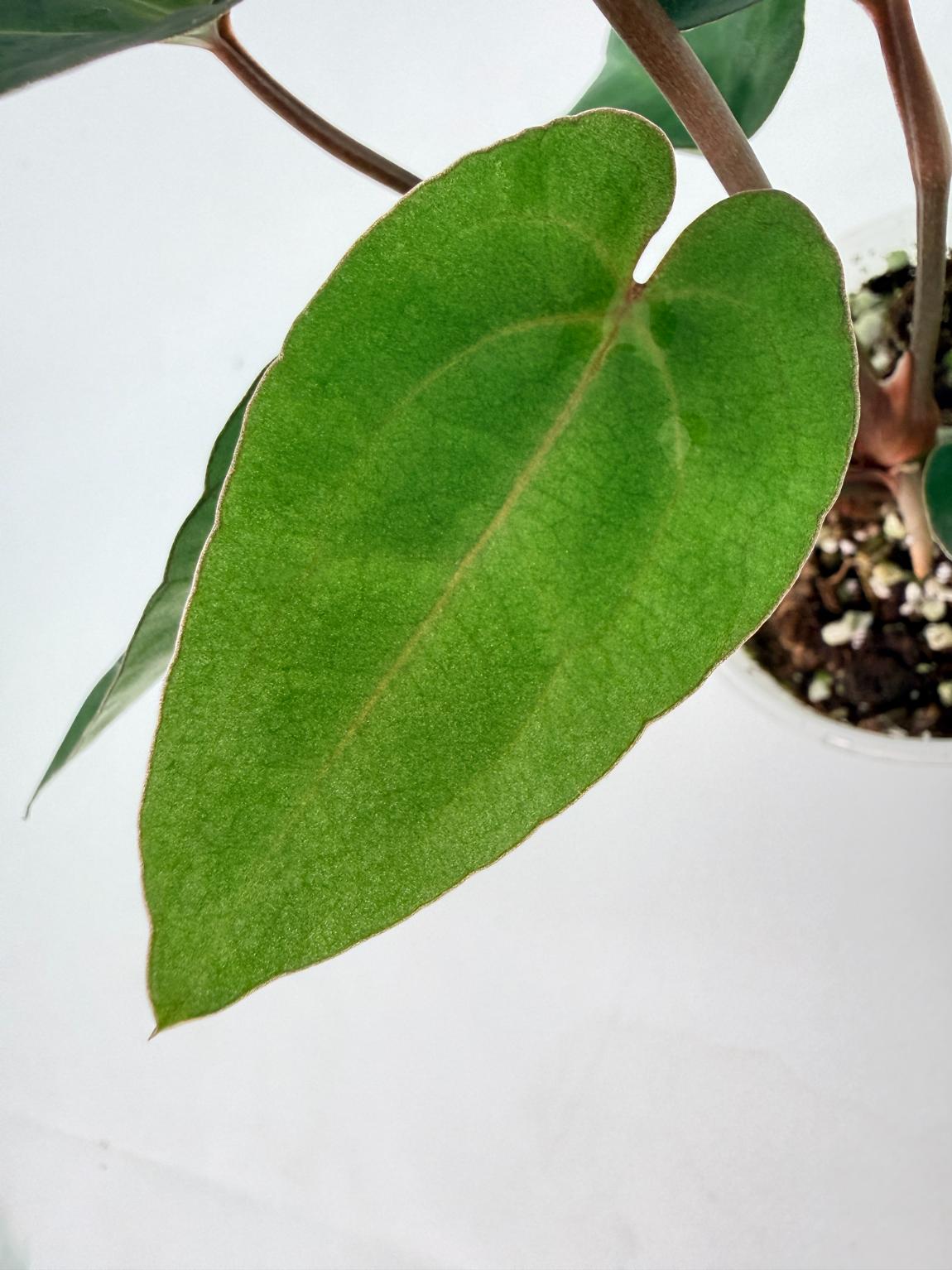Anthurium Ace of Spades 