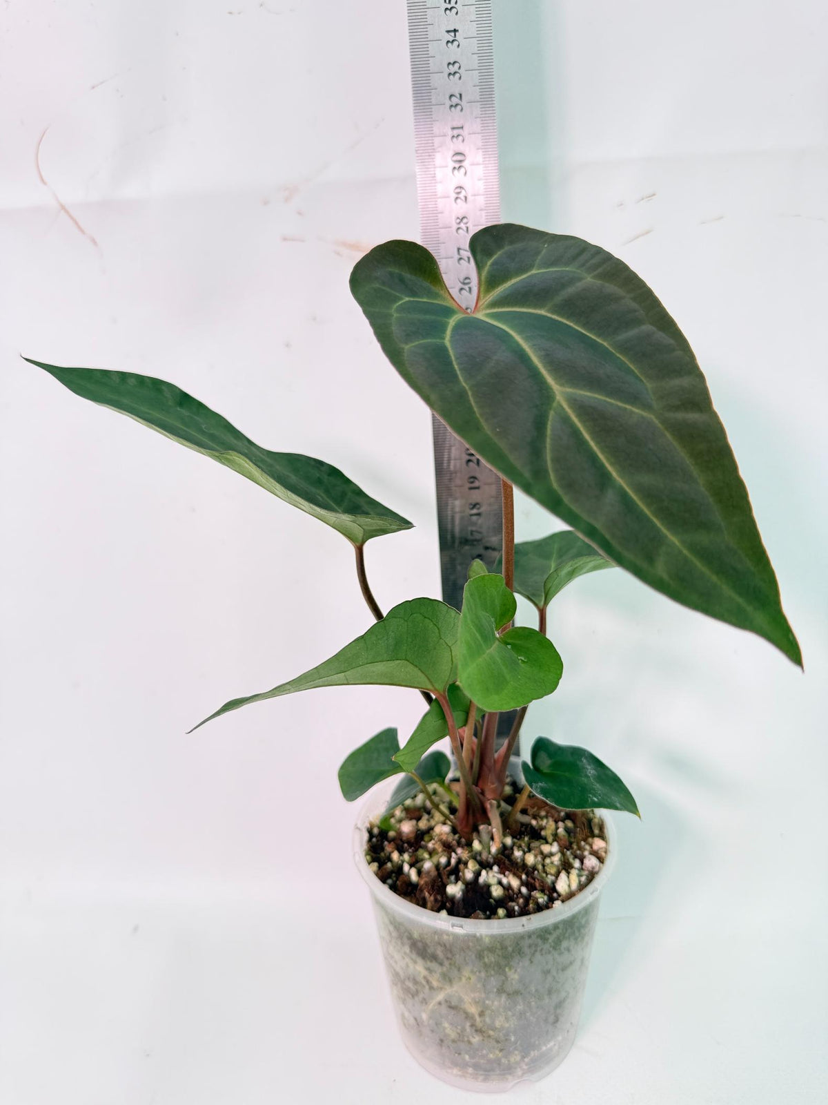 Anthurium Ace of Spades 