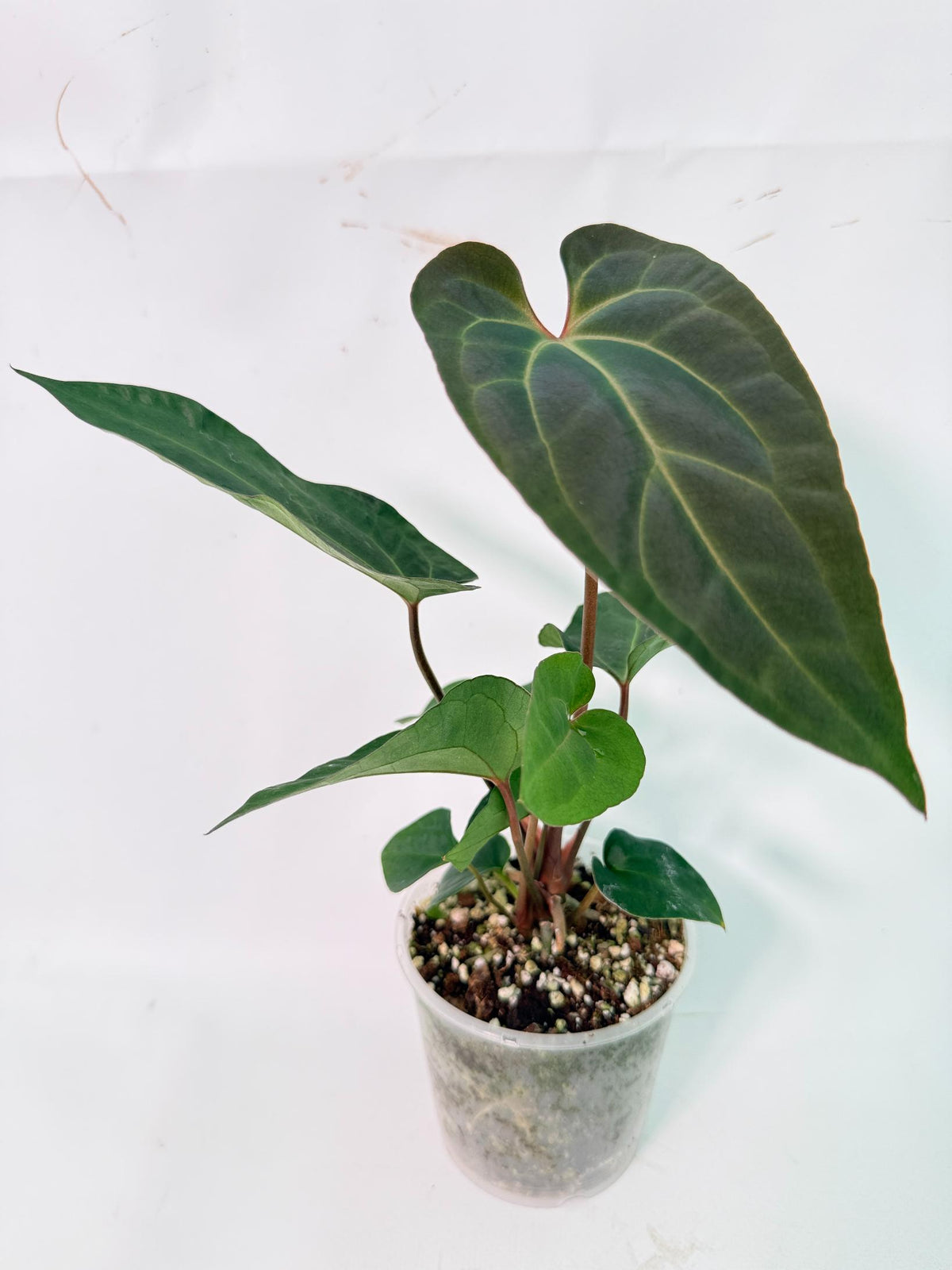 Anthurium Ace of Spades 