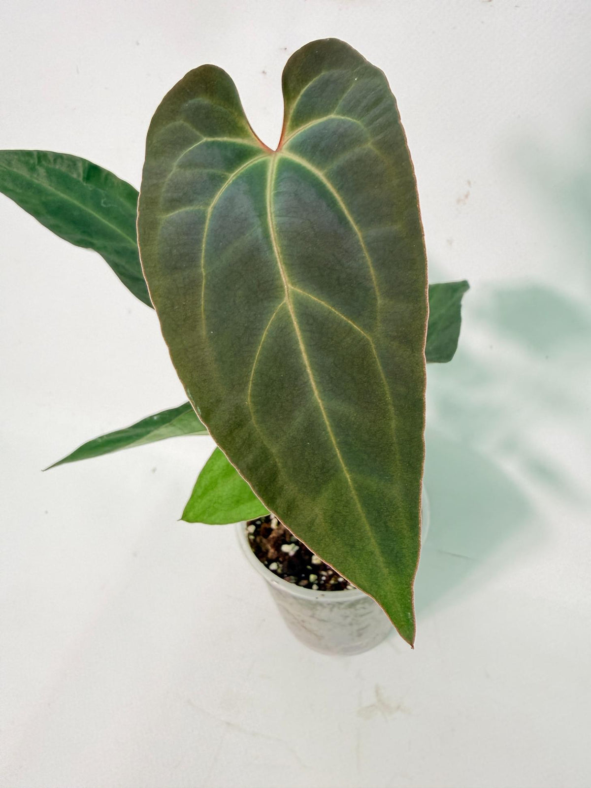 Anthurium Ace of Spades 