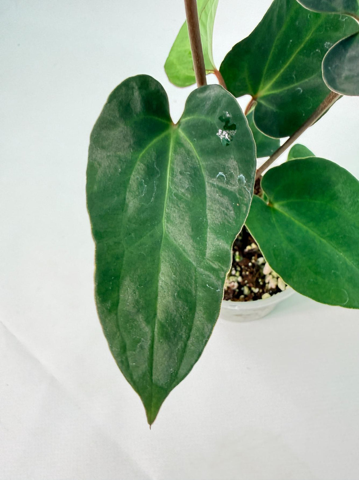 Anthurium Ace of Spades 