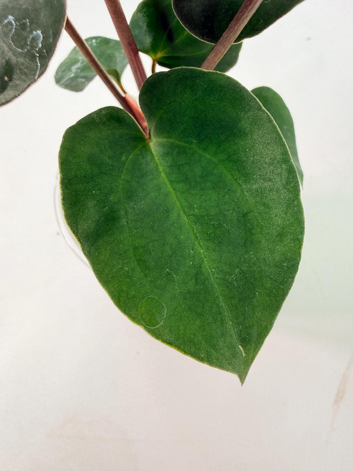 Anthurium Ace of Spades 