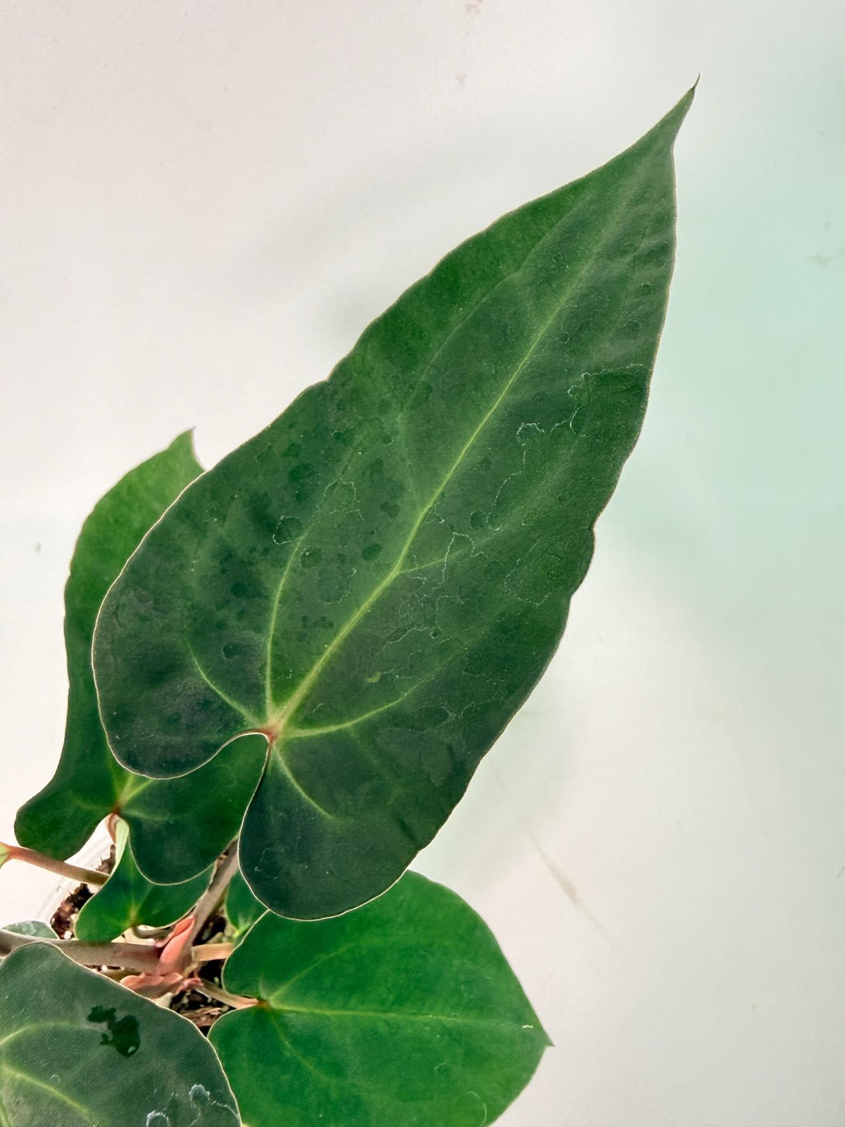Anthurium Ace of Spades 