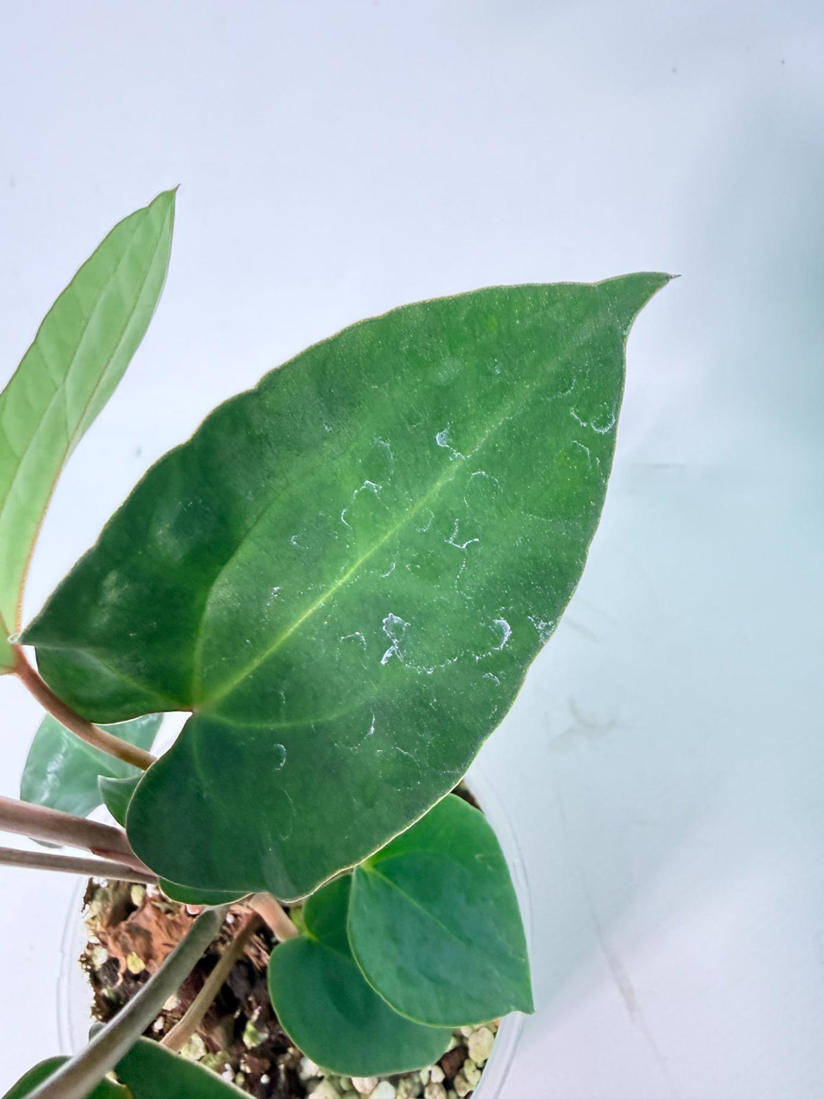 Anthurium Ace of Spades 