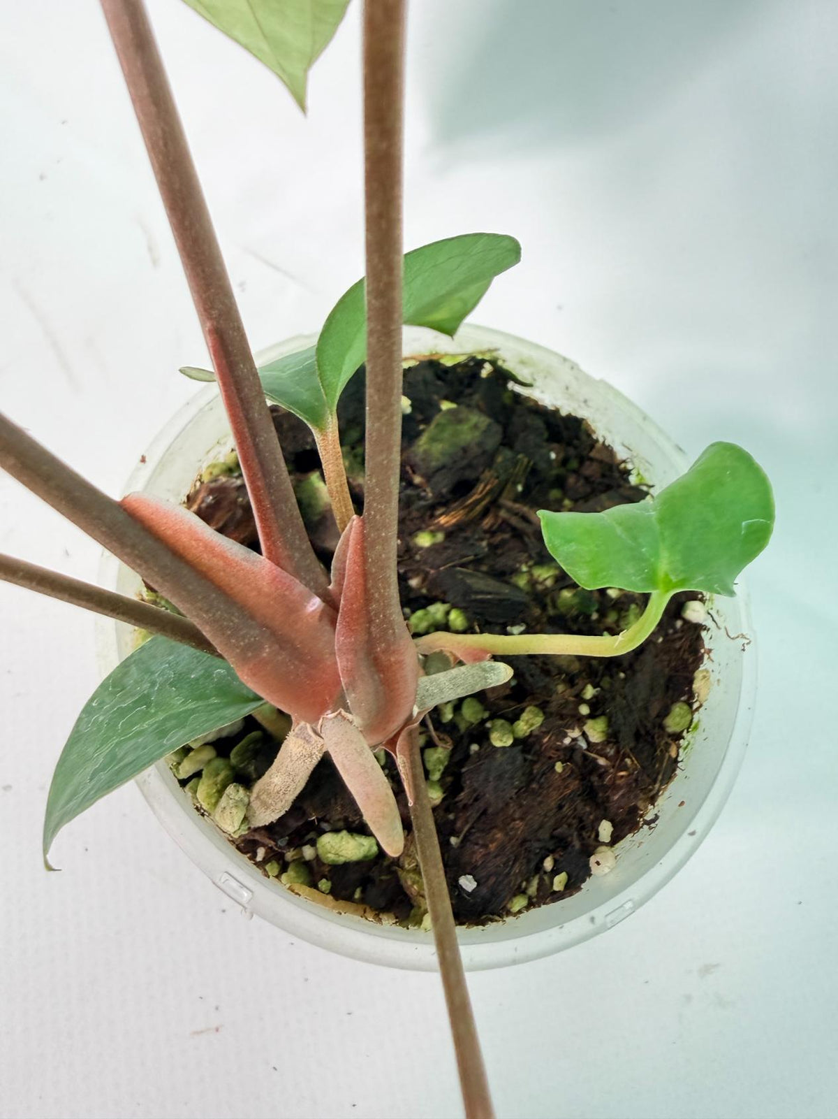 Anthurium Ace of Spades 08
