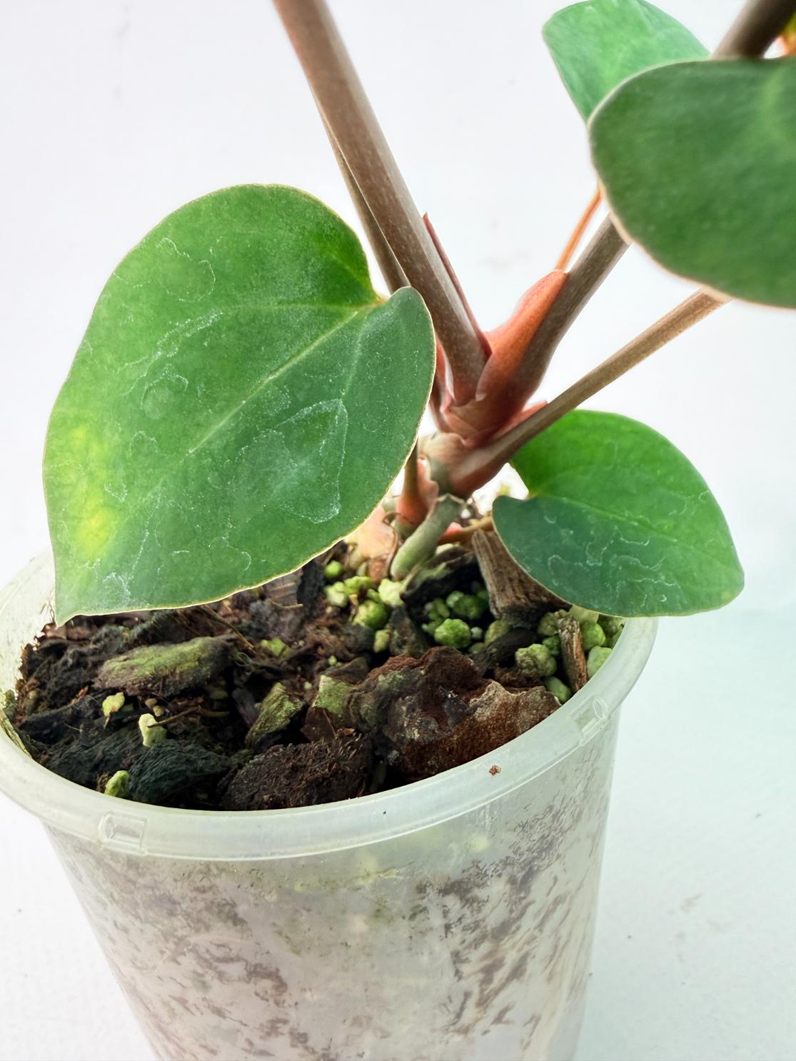 Anthurium Ace of Spades 09