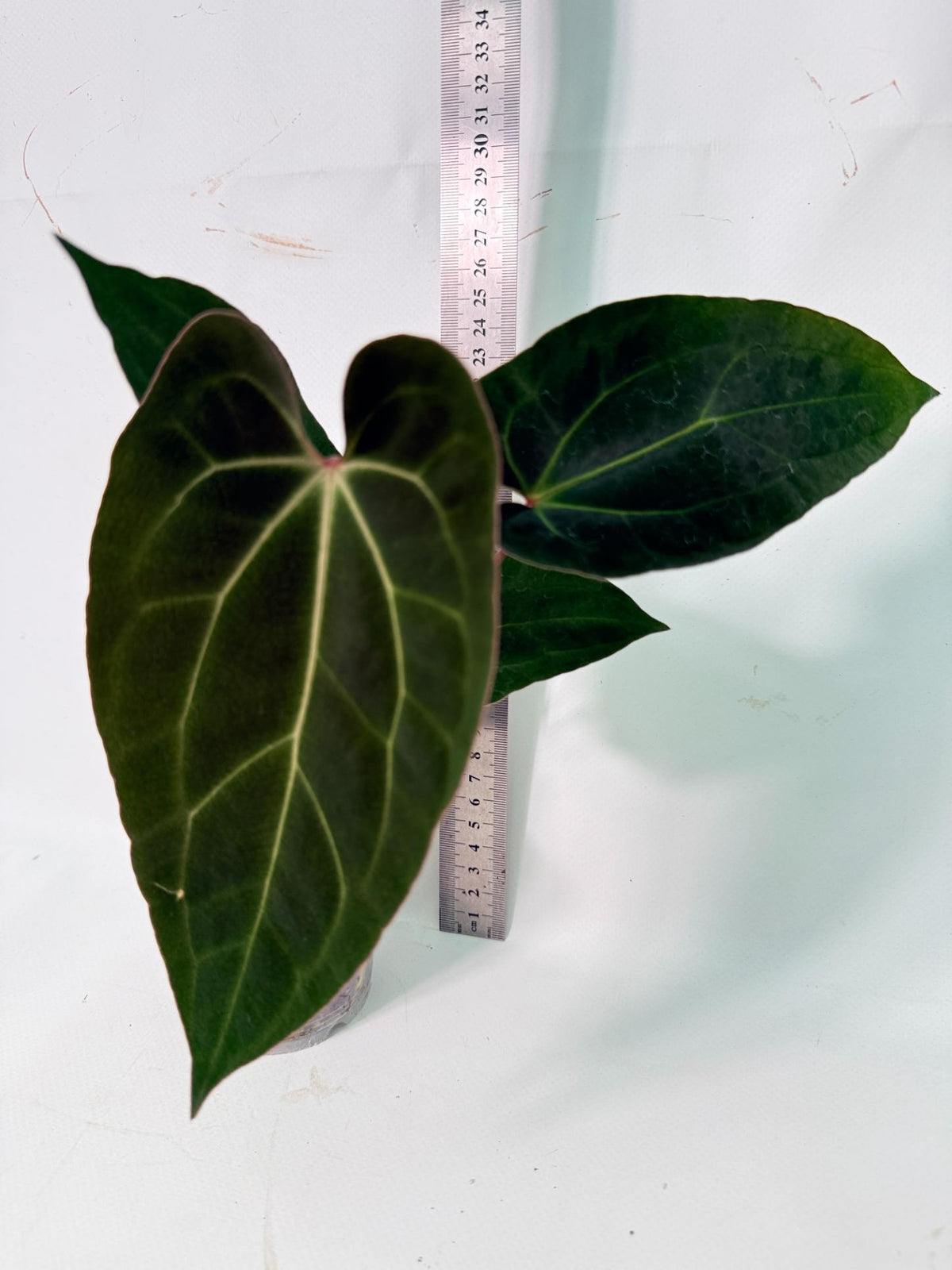 Anthurium Ace of Spades 10