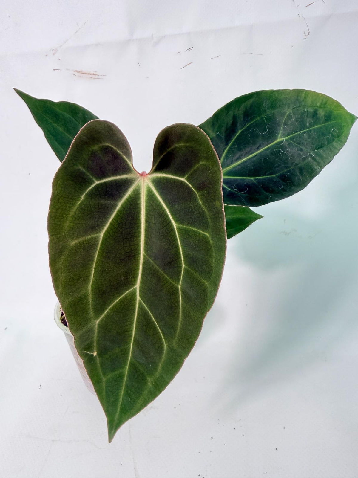 Anthurium Ace of Spades 01