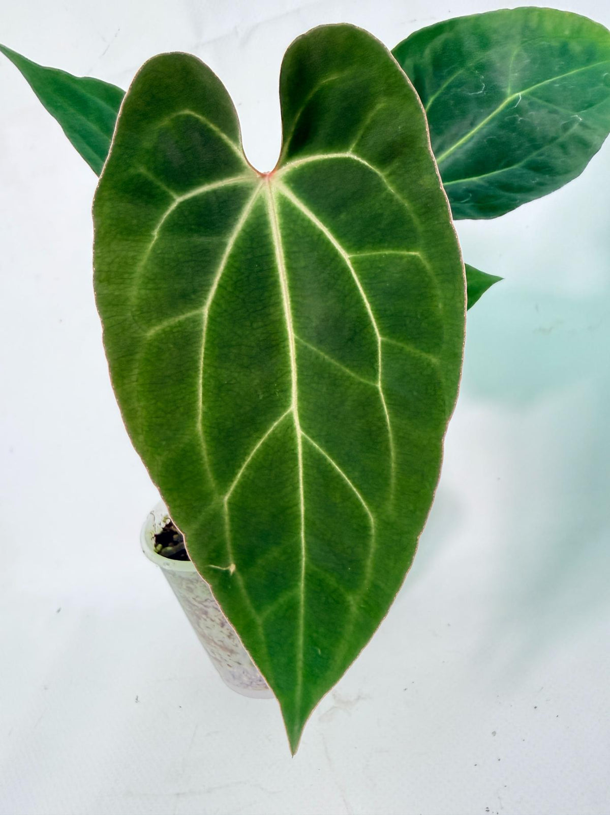 Anthurium Ace of Spades 03
