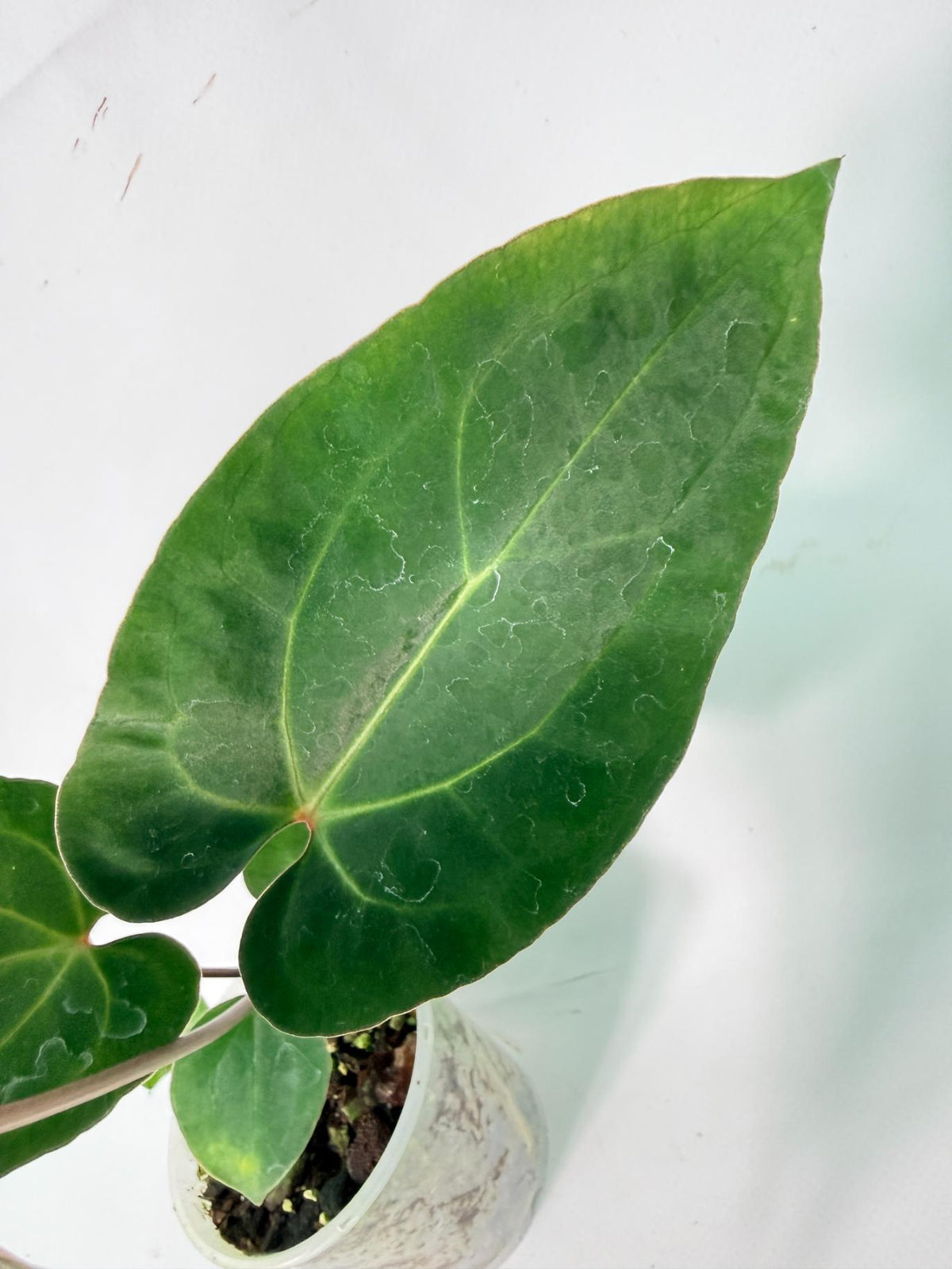 Anthurium Ace of Spades 04