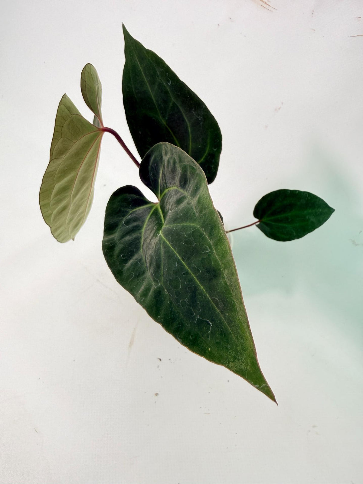 Anthurium Ace of Spades 05