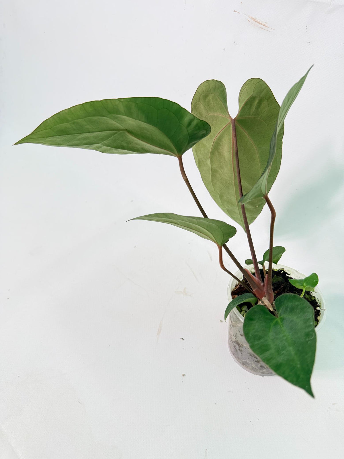 Anthurium Ace of Spades 06